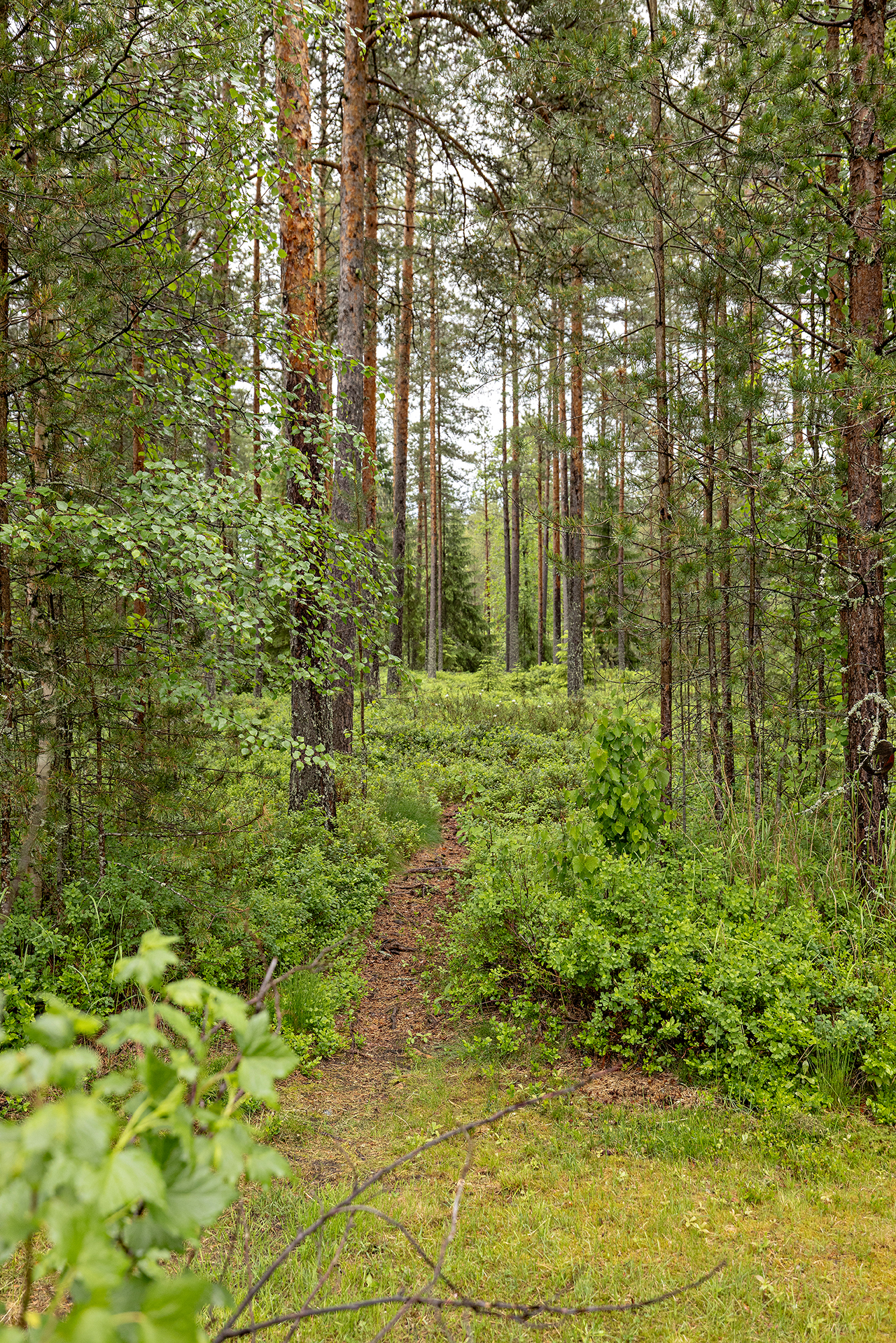 Kankaalantie 8, Kello, Oulu