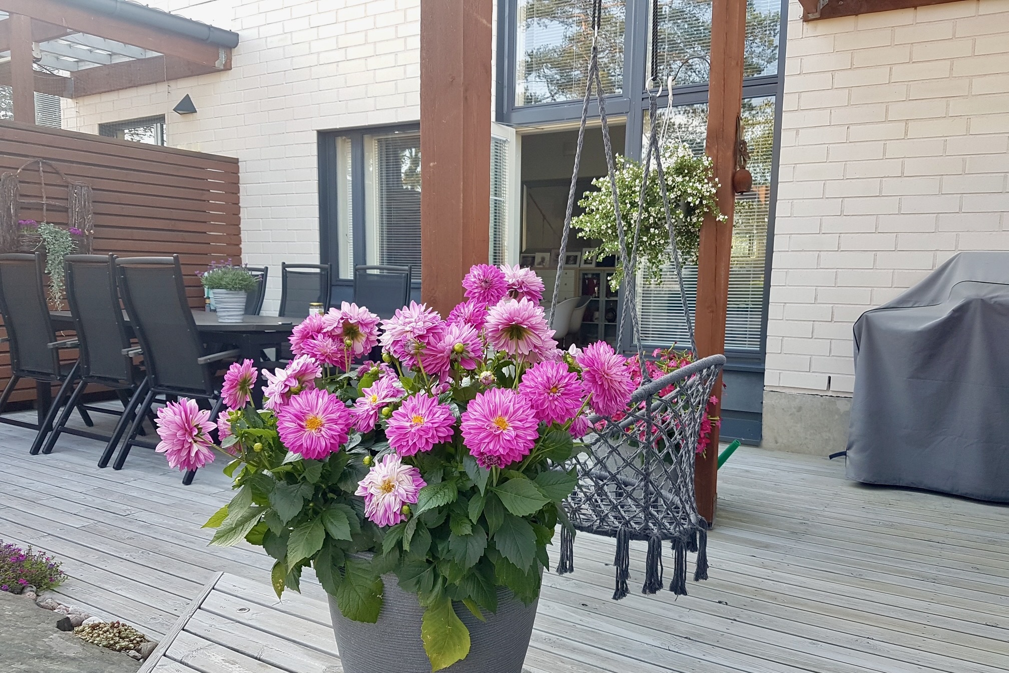 Kuvia pihasta kesällä