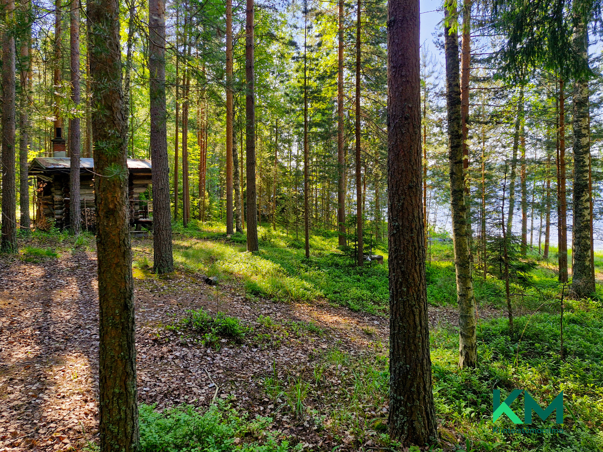 loiva rinnetontti, mäntypuustoa