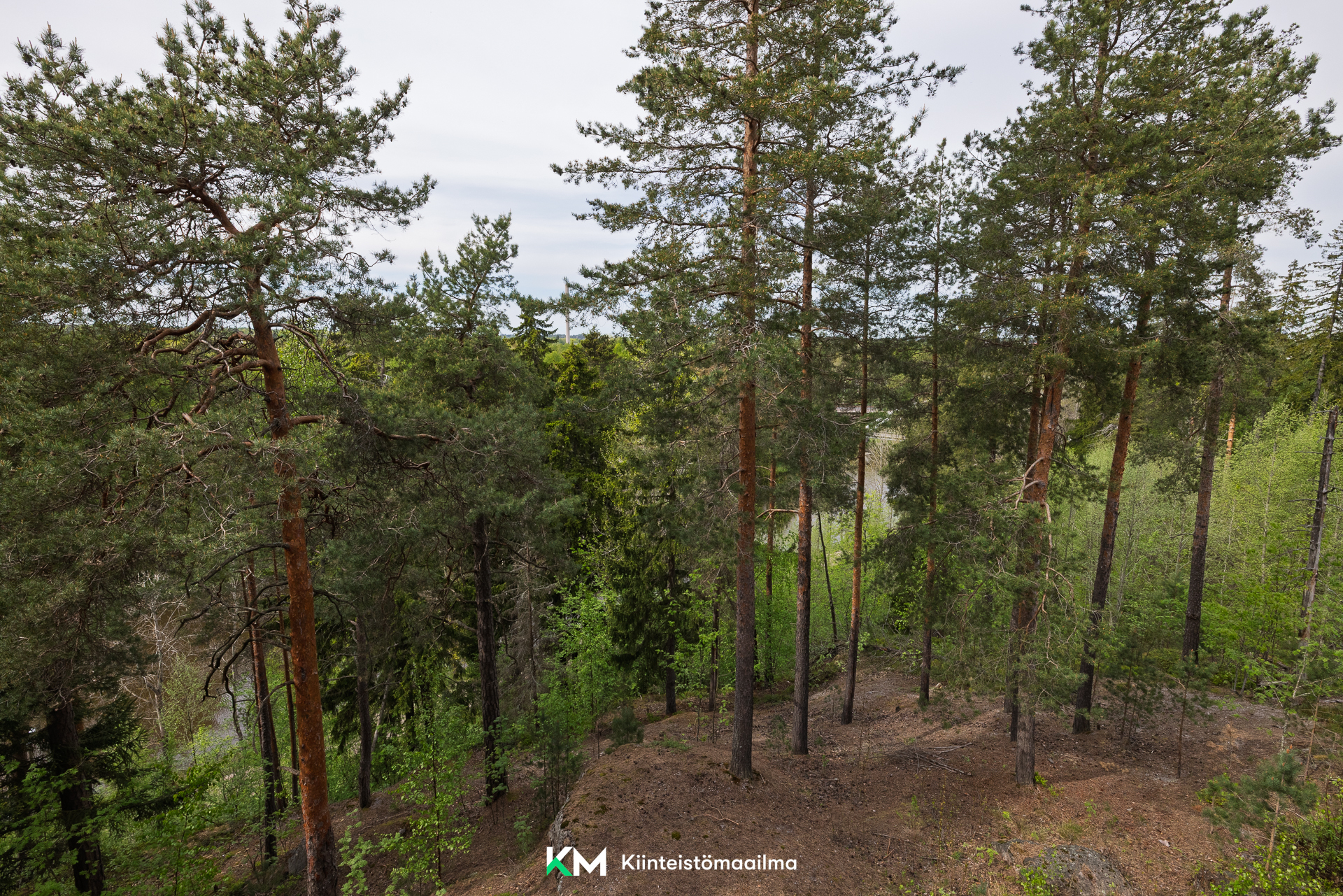 Metsäinen näkymä terassilta