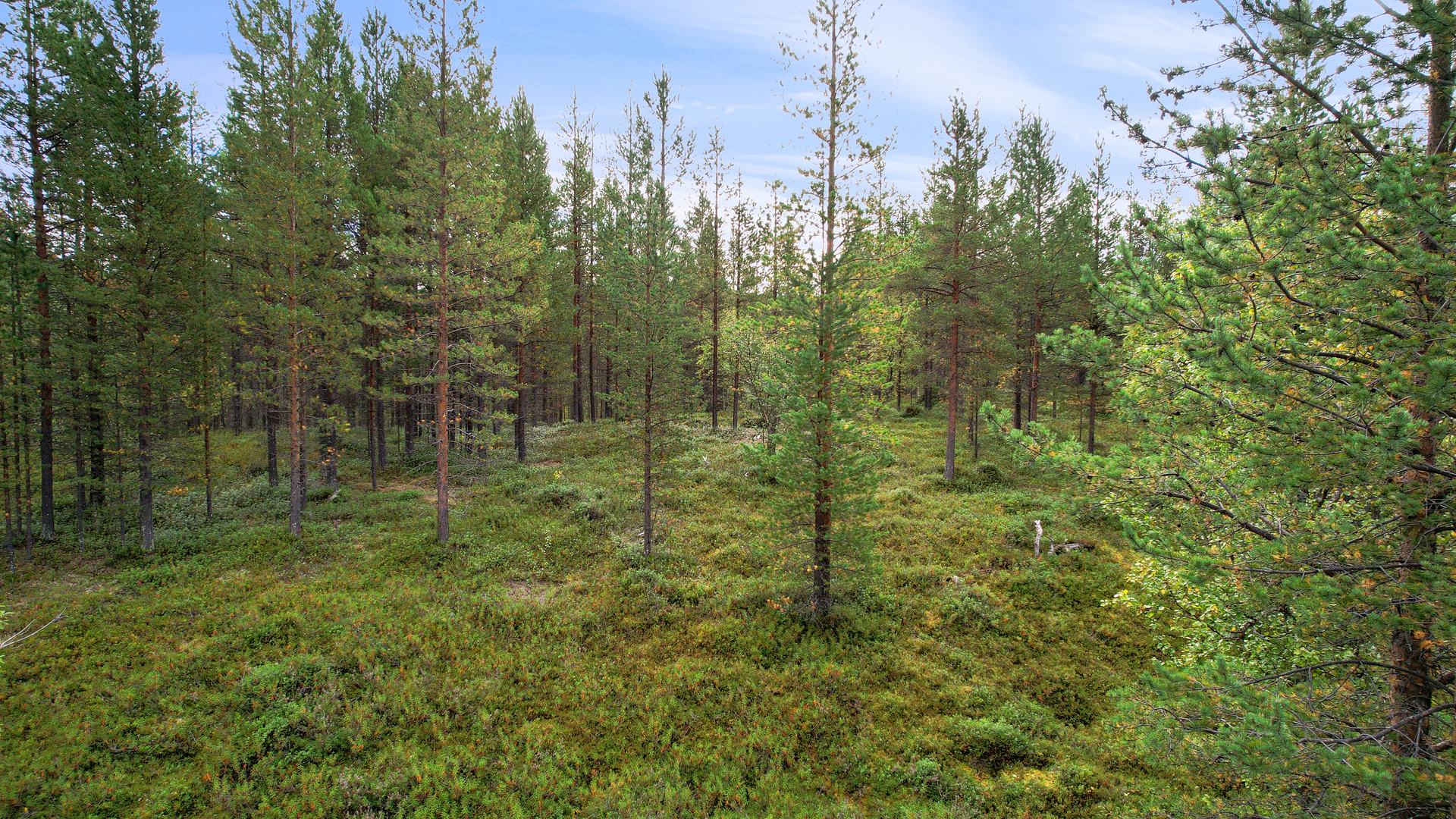 Kangasmaastoa ja mäntymetsää