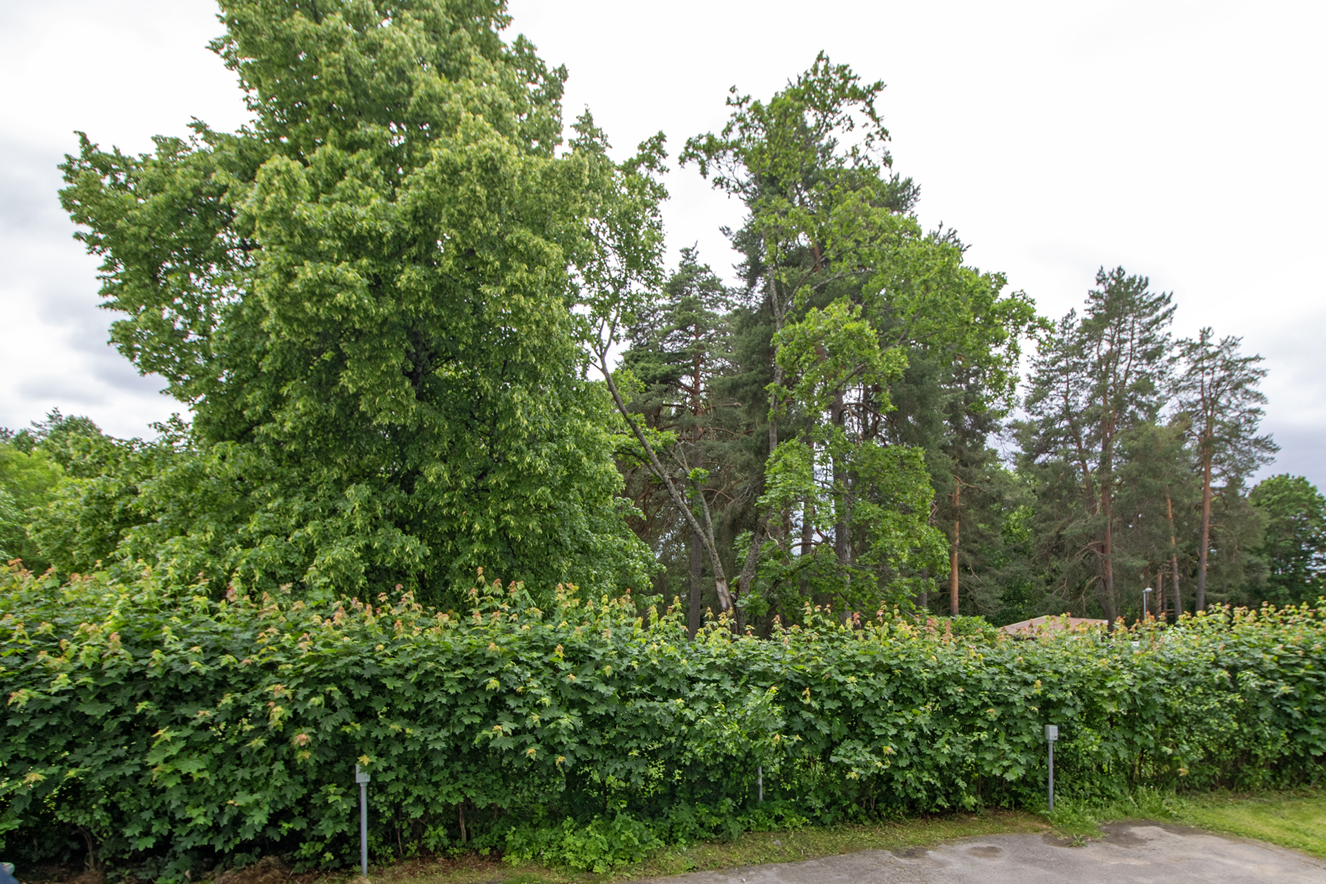 Pohjolankatu 7, Männistö, Kuopio