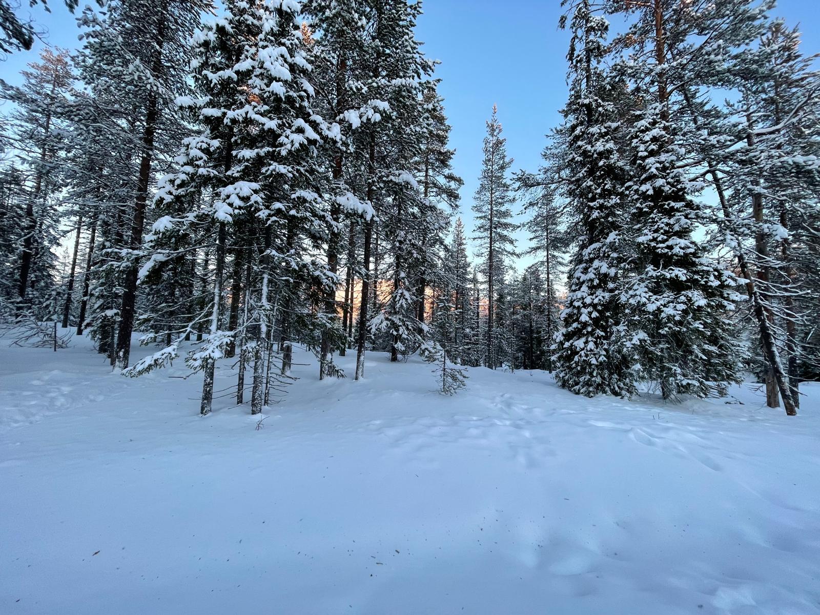 Petäjämäki 1, Kuusamo