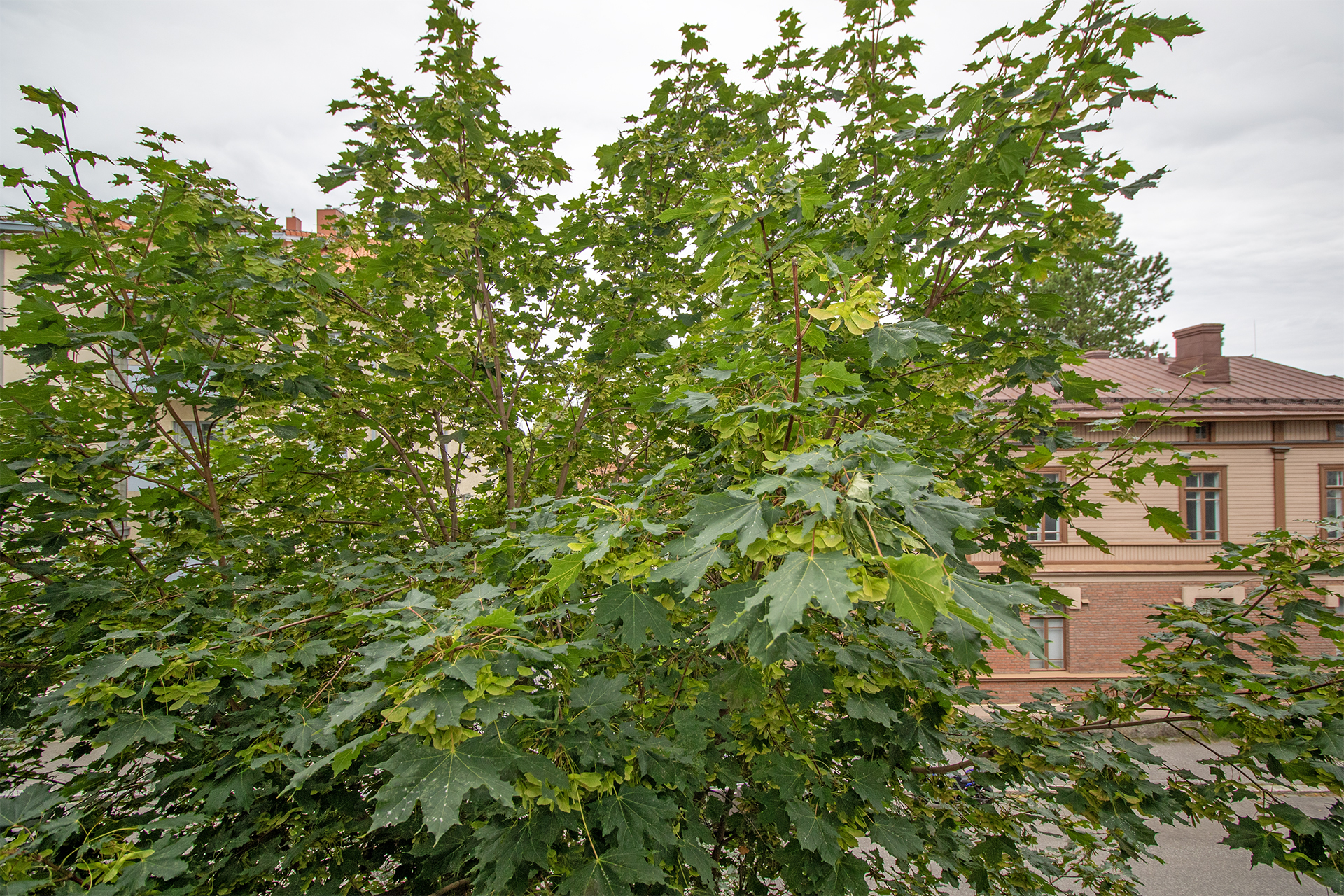 Hatsalankatu 27-29, Keskusta, Kuopio