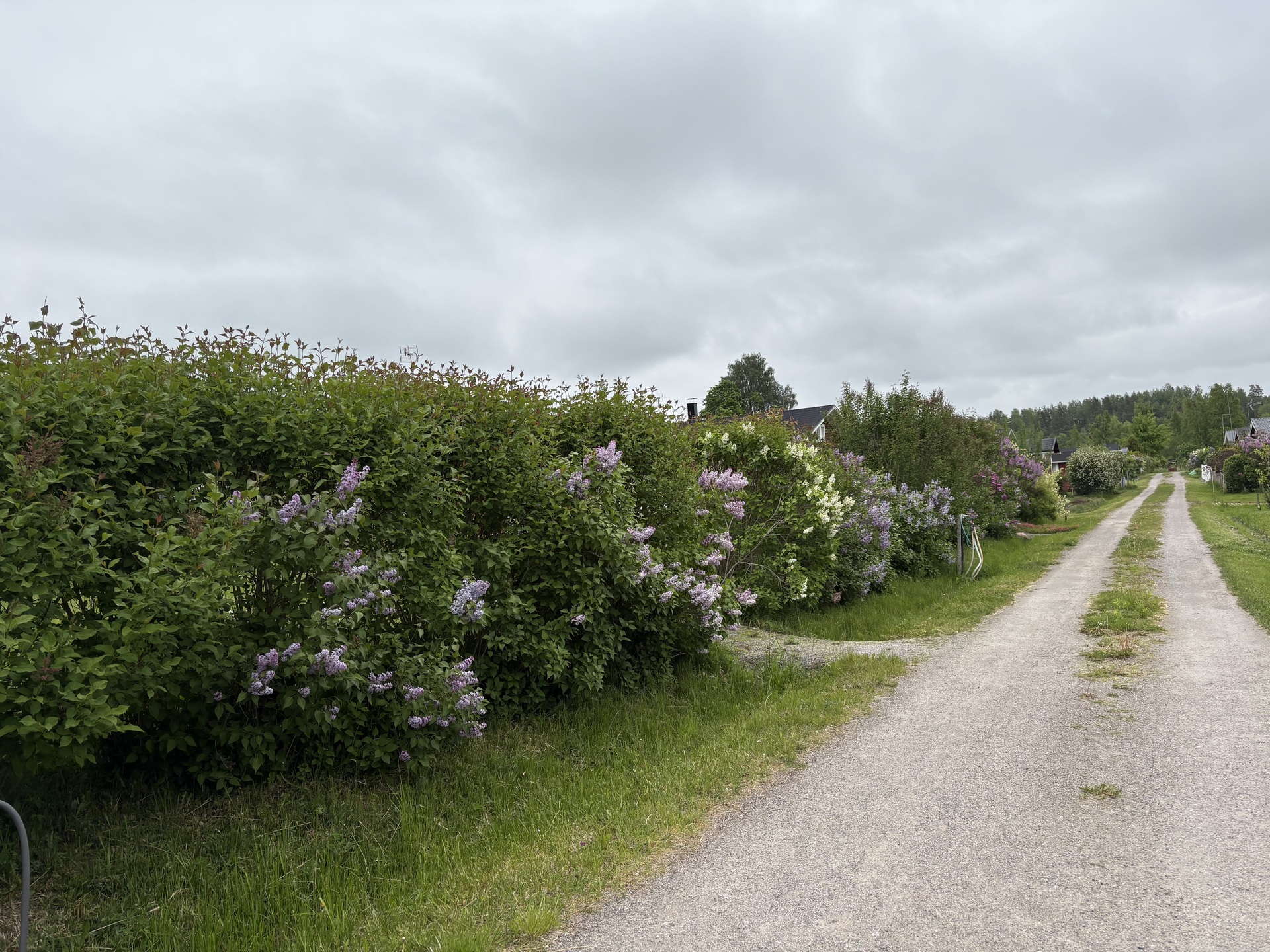 Lehtikuusentie 50, Savijärvi, Sipoo