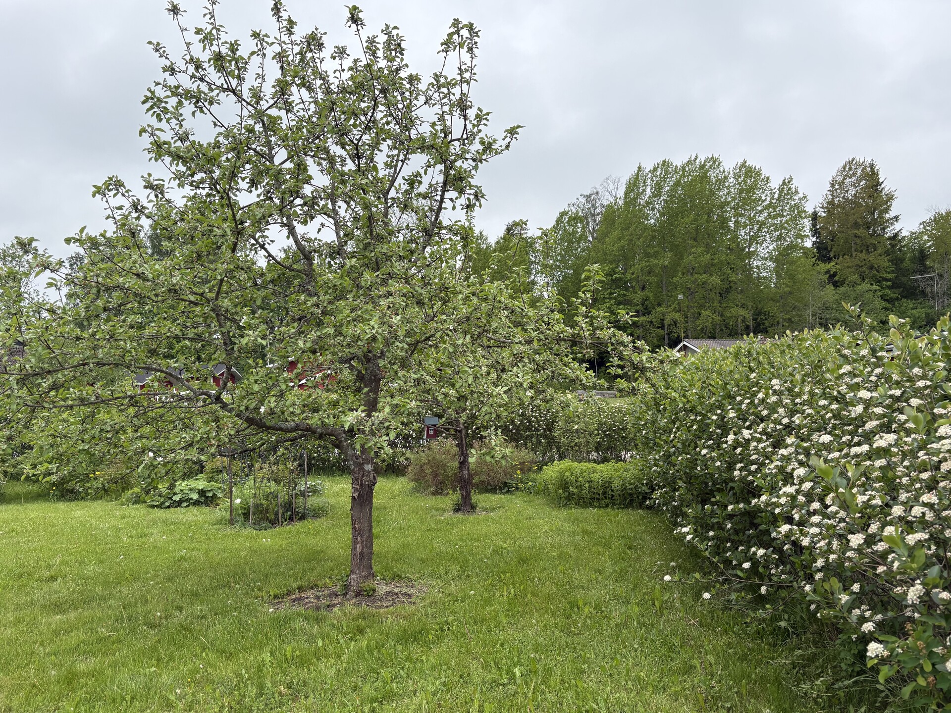 Lehtikuusentie 50, Savijärvi, Sipoo