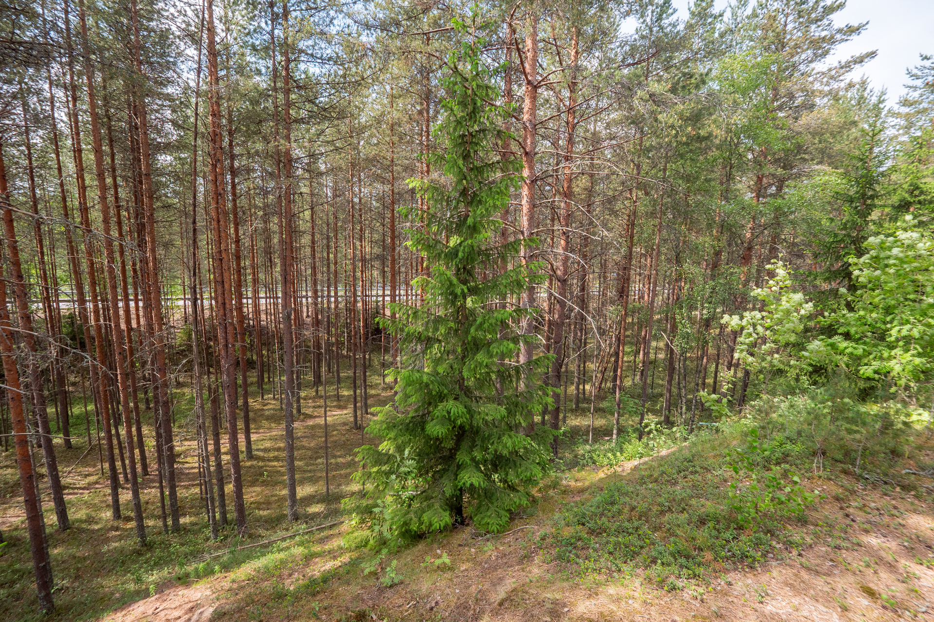 Vihiluodontie 490 C, Sarkkiranta, Kempele