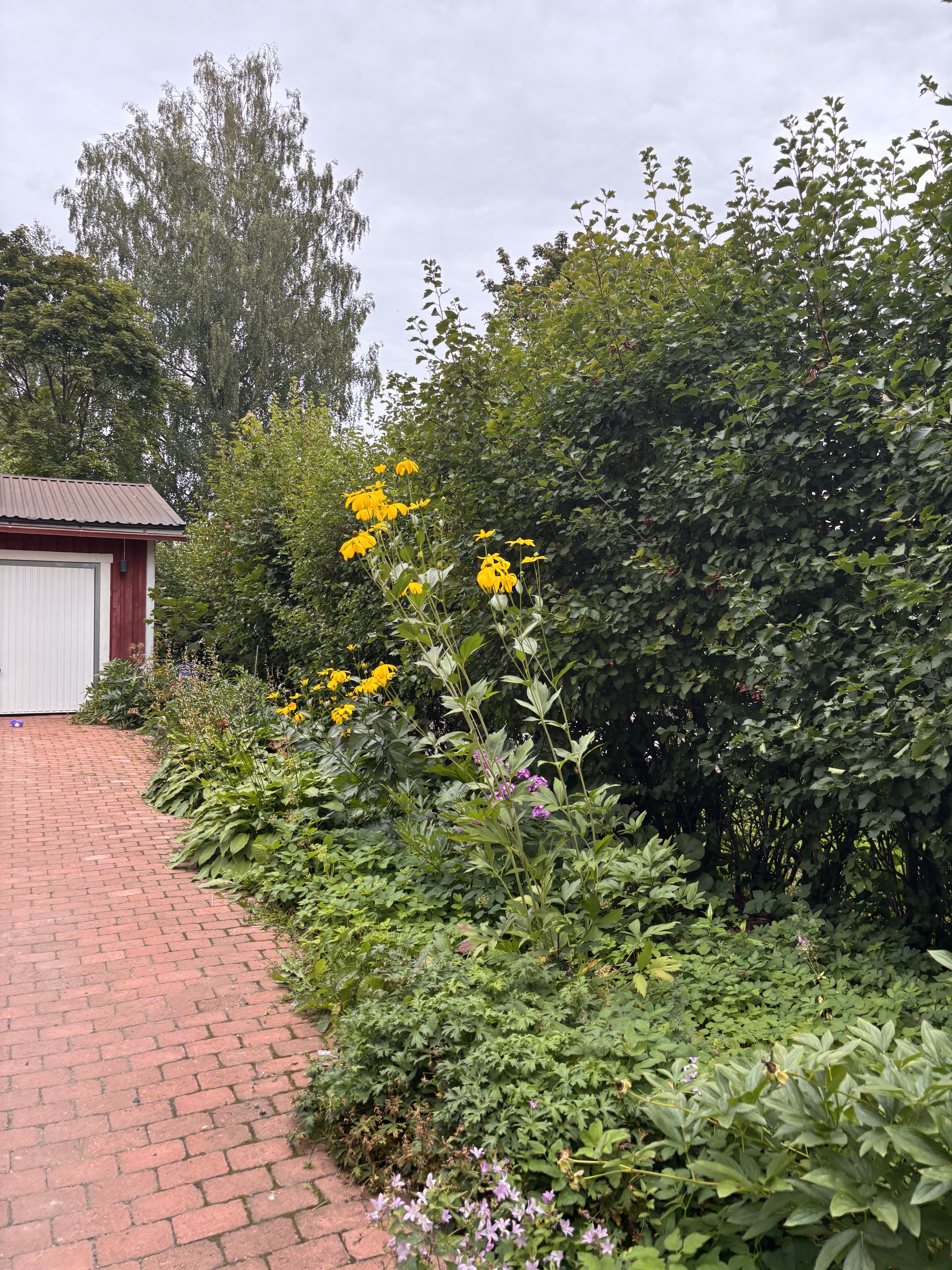 Myyjän ottamia kesäkuvia.