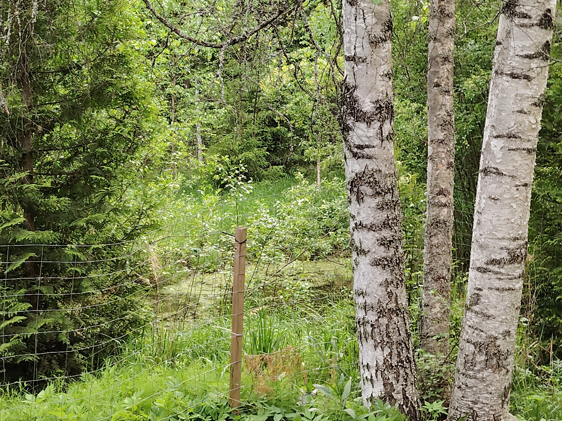 Rehevöitynyt pieni lampi