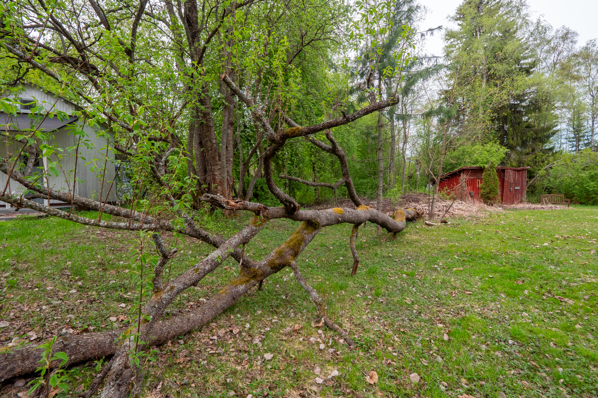 Taustalla kesämaja ja varasto