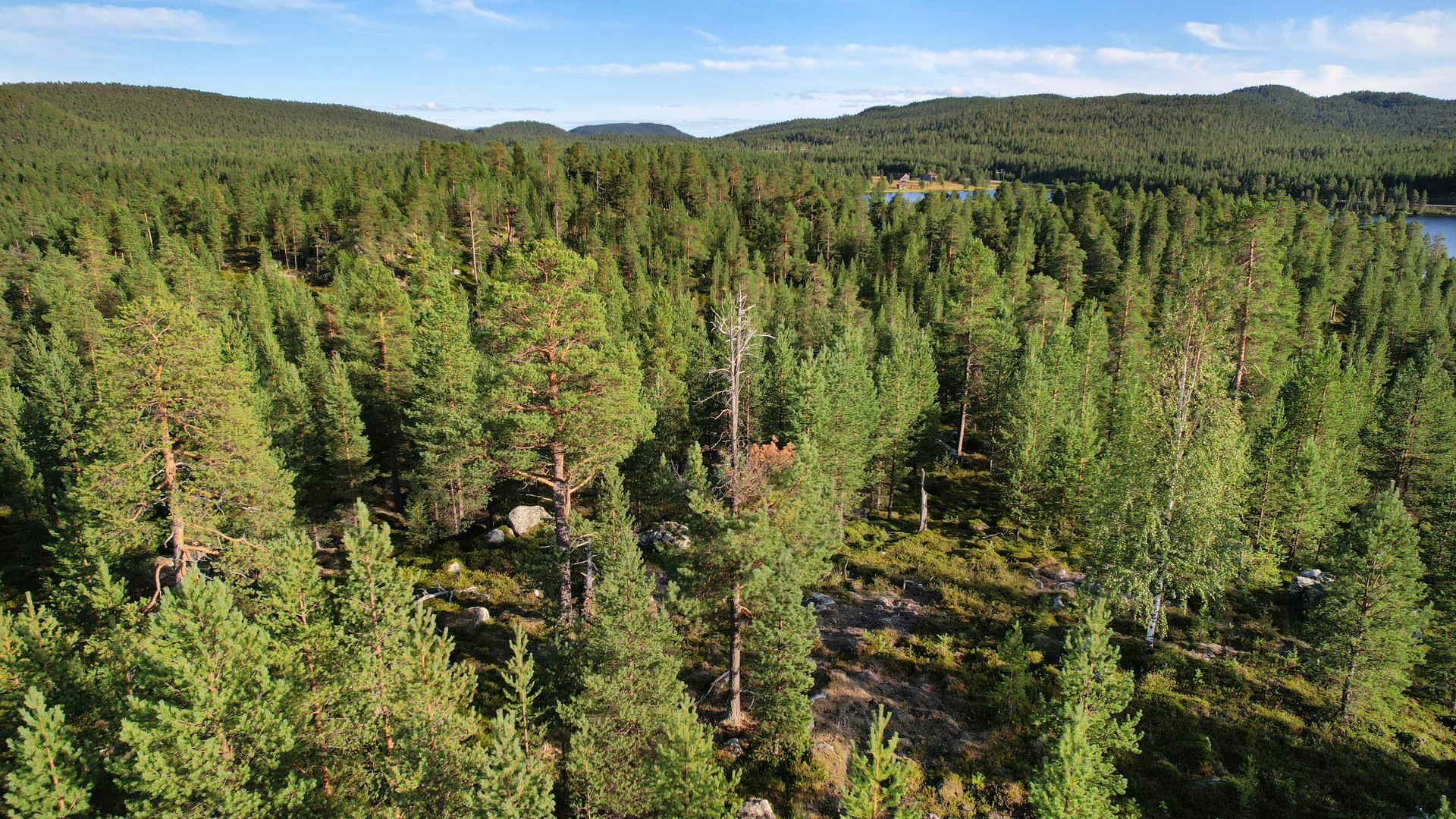 Maastoa