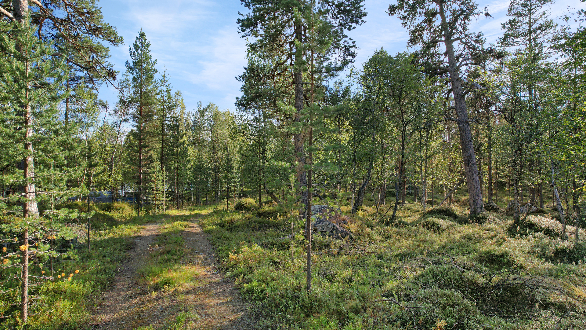 Metsätie