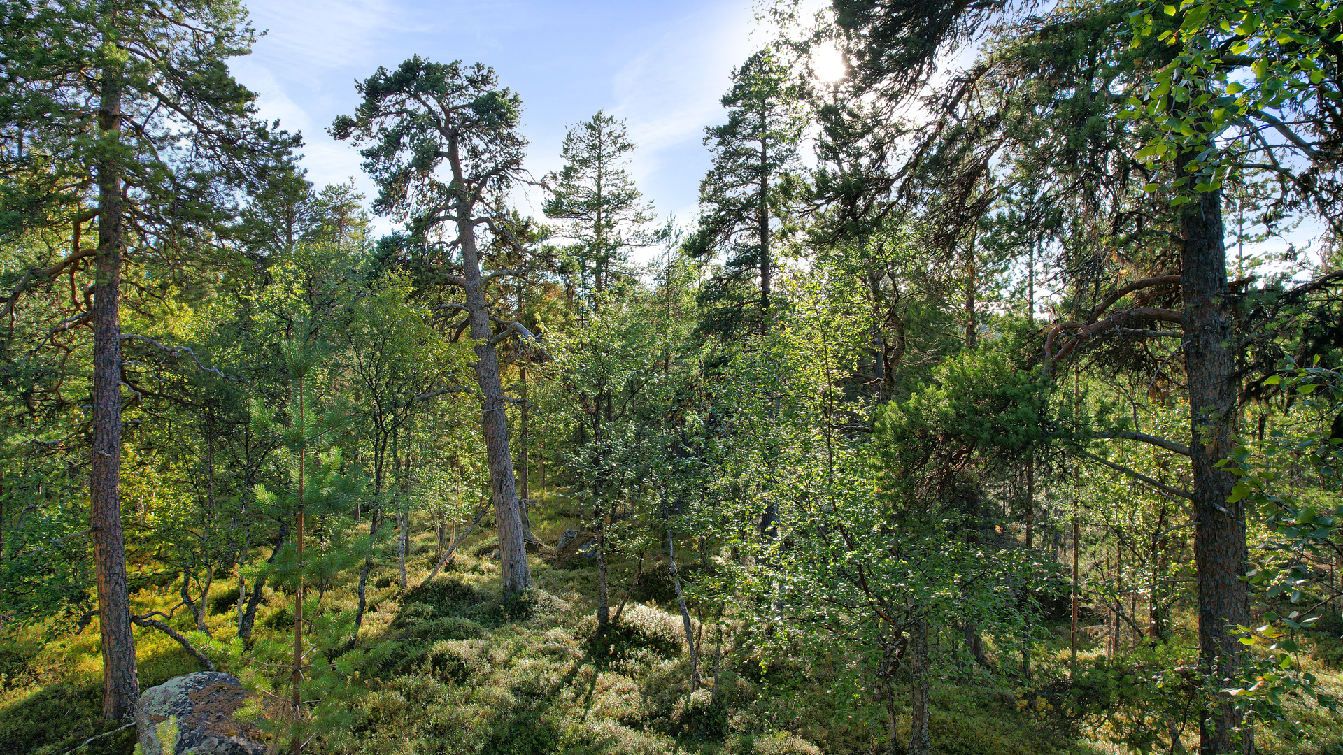 Koivu- ja mäntymetsää