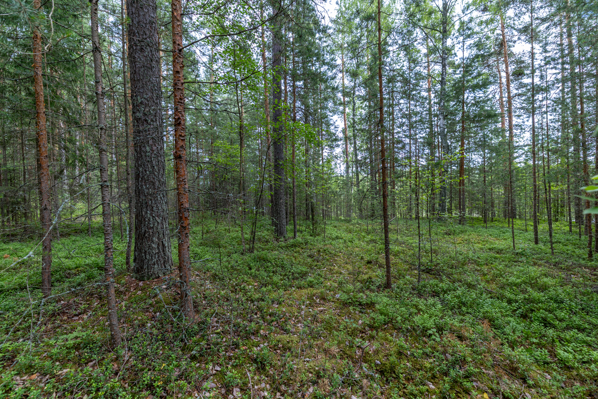 Valkamaranta 22 (HUSUSAARI), Anttola