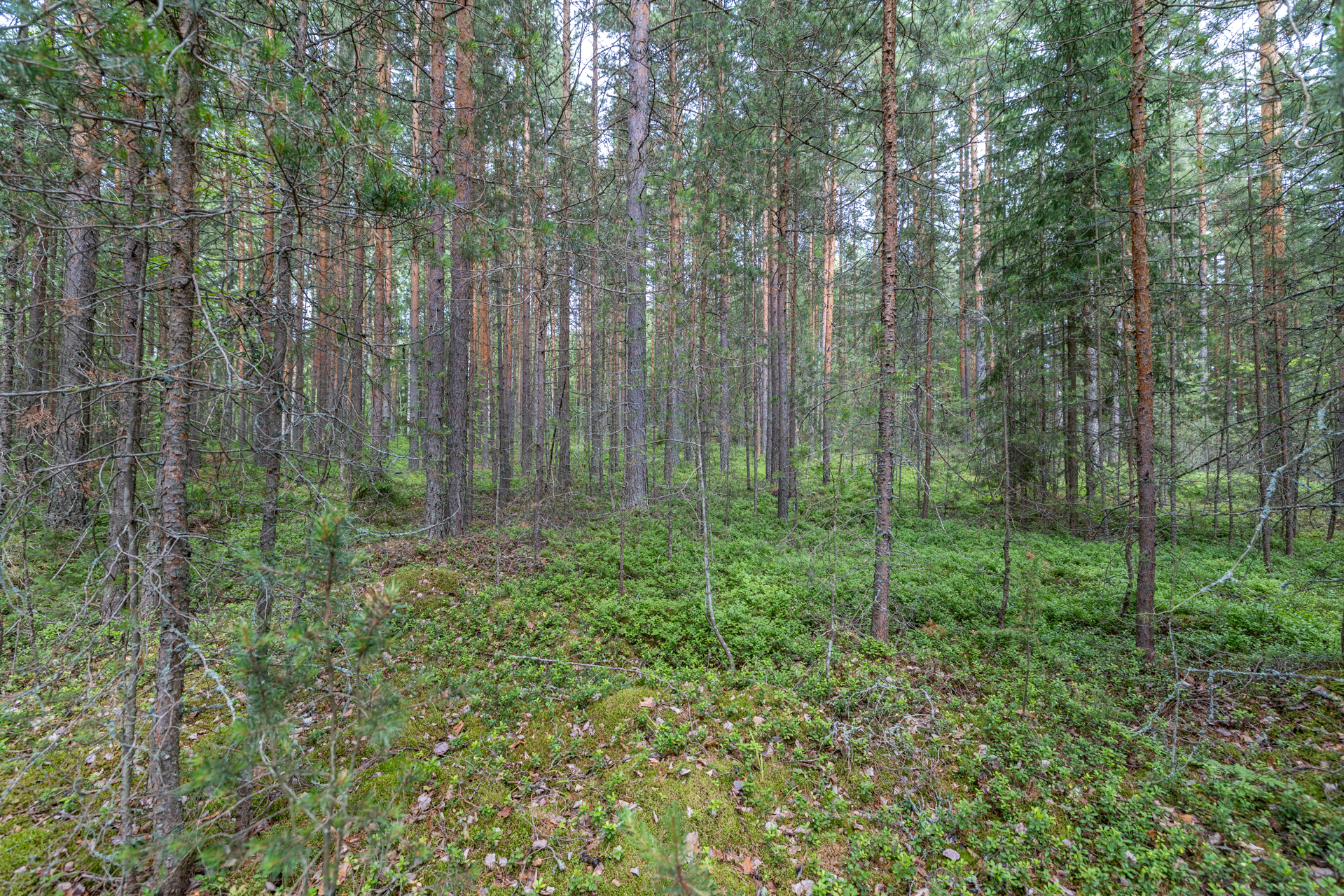 Valkamaranta 22 (HUSUSAARI), Anttola