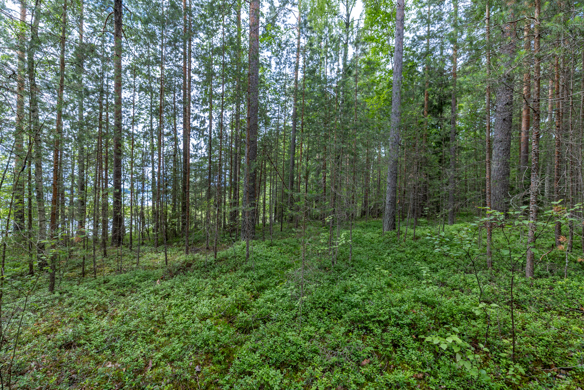Valkamaranta 22 (HUSUSAARI), Anttola