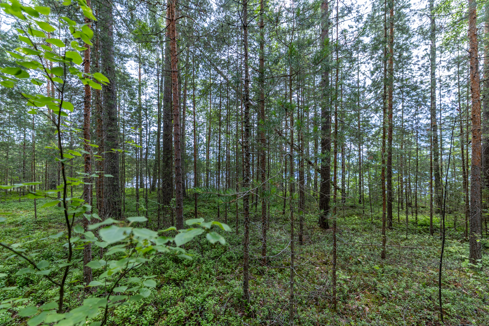 Valkamaranta 22 (HUSUSAARI), Anttola