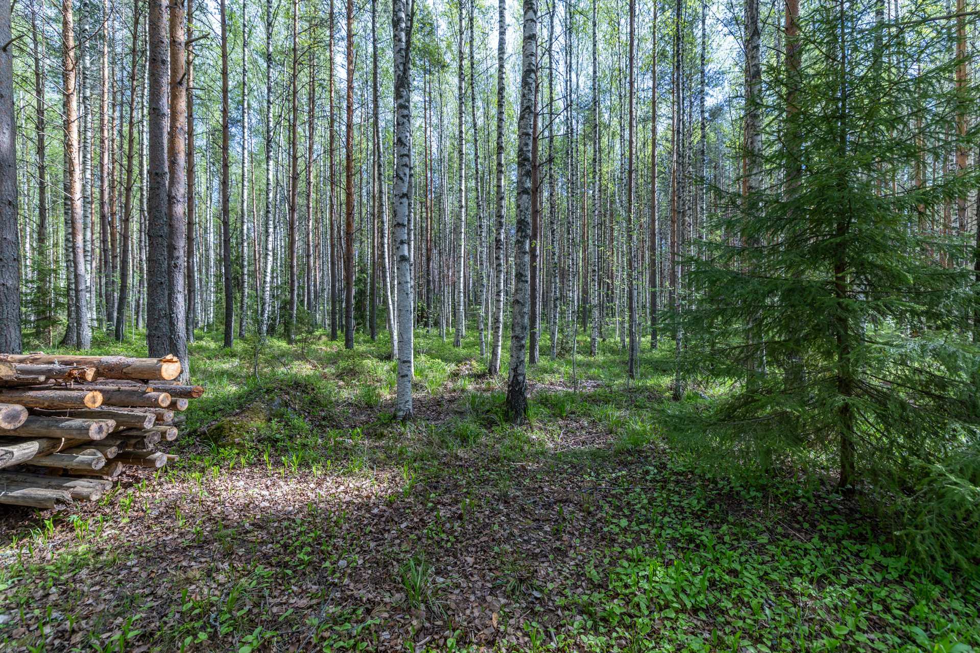 Niementie 16 A, Väisälänsaari, Hirvensalmi
