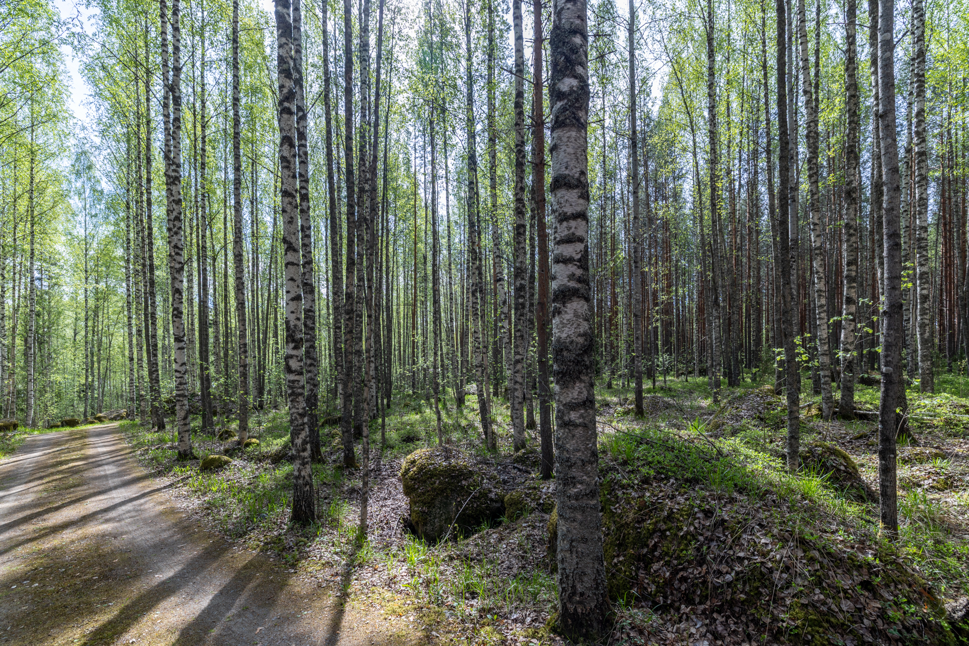 Niementie 16 A, Väisälänsaari, Hirvensalmi
