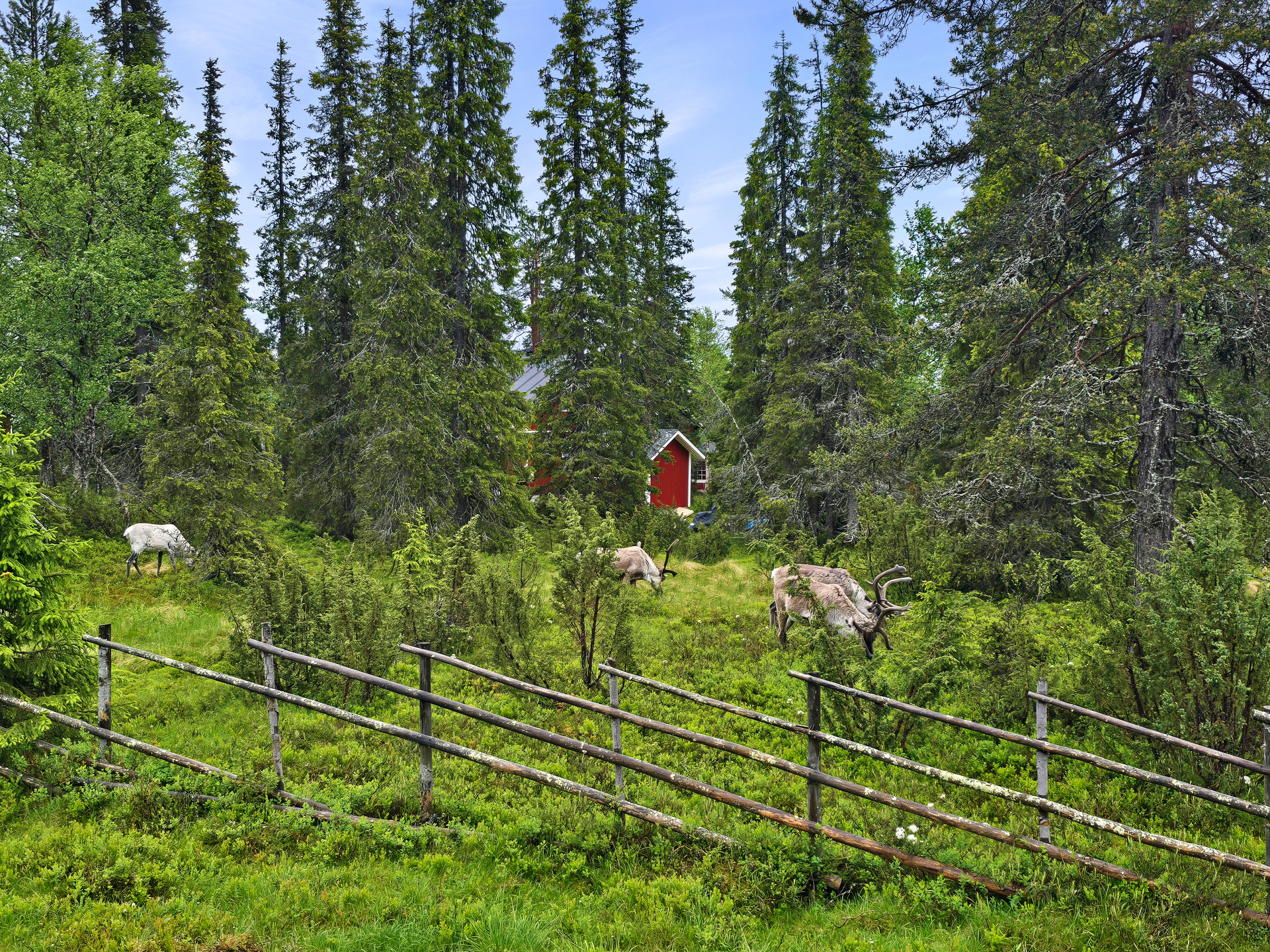 Patiolta metsämaiset, jossa porotkin käyvät tervehtimässä