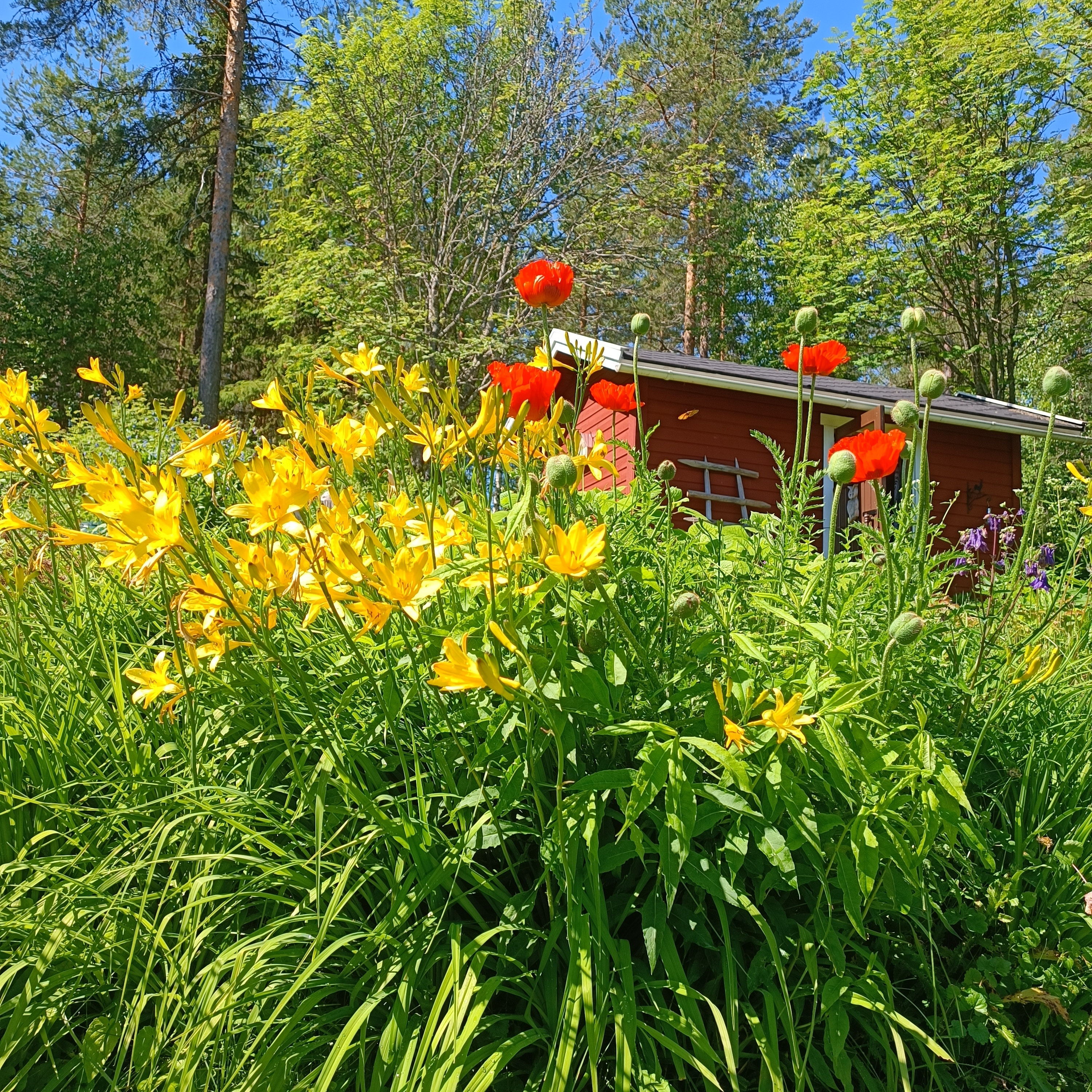 Siemenkodantie 6, Tikkala, Mikkeli