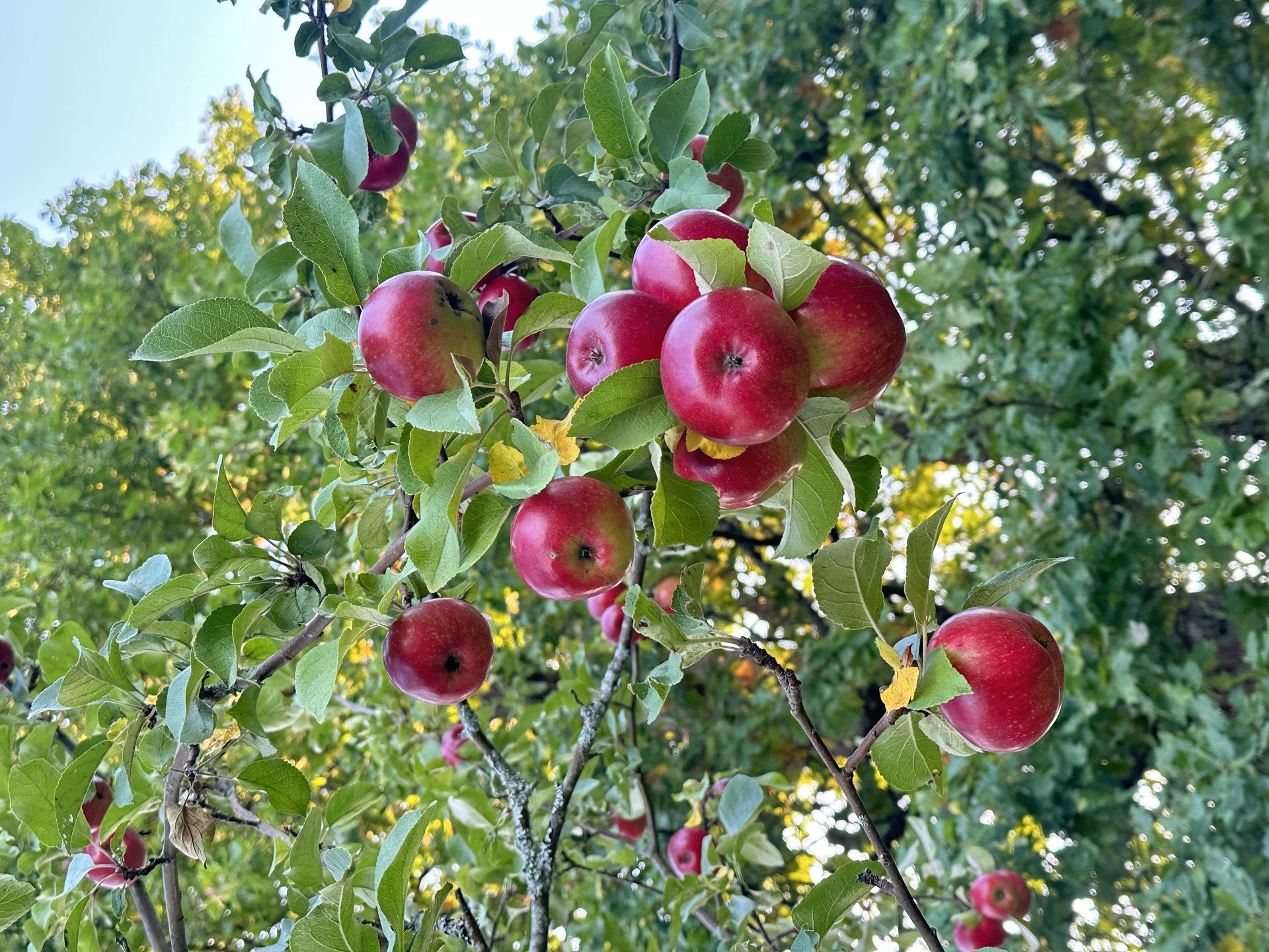 Kolmas huvilatie 4 , Laaksolahti, Espoo