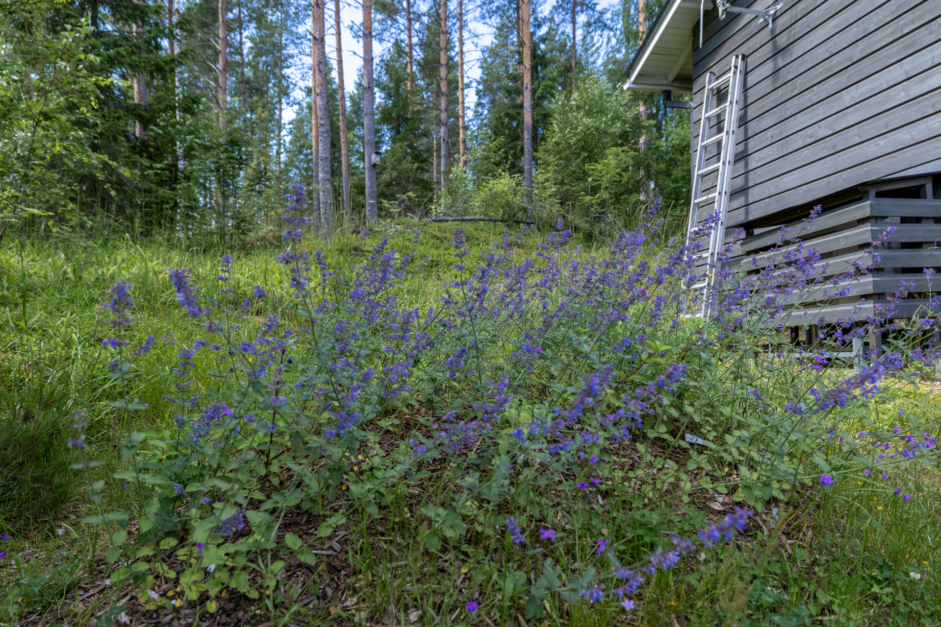 Kyllölänsaarentie 910c, Hurissalo, Puumala