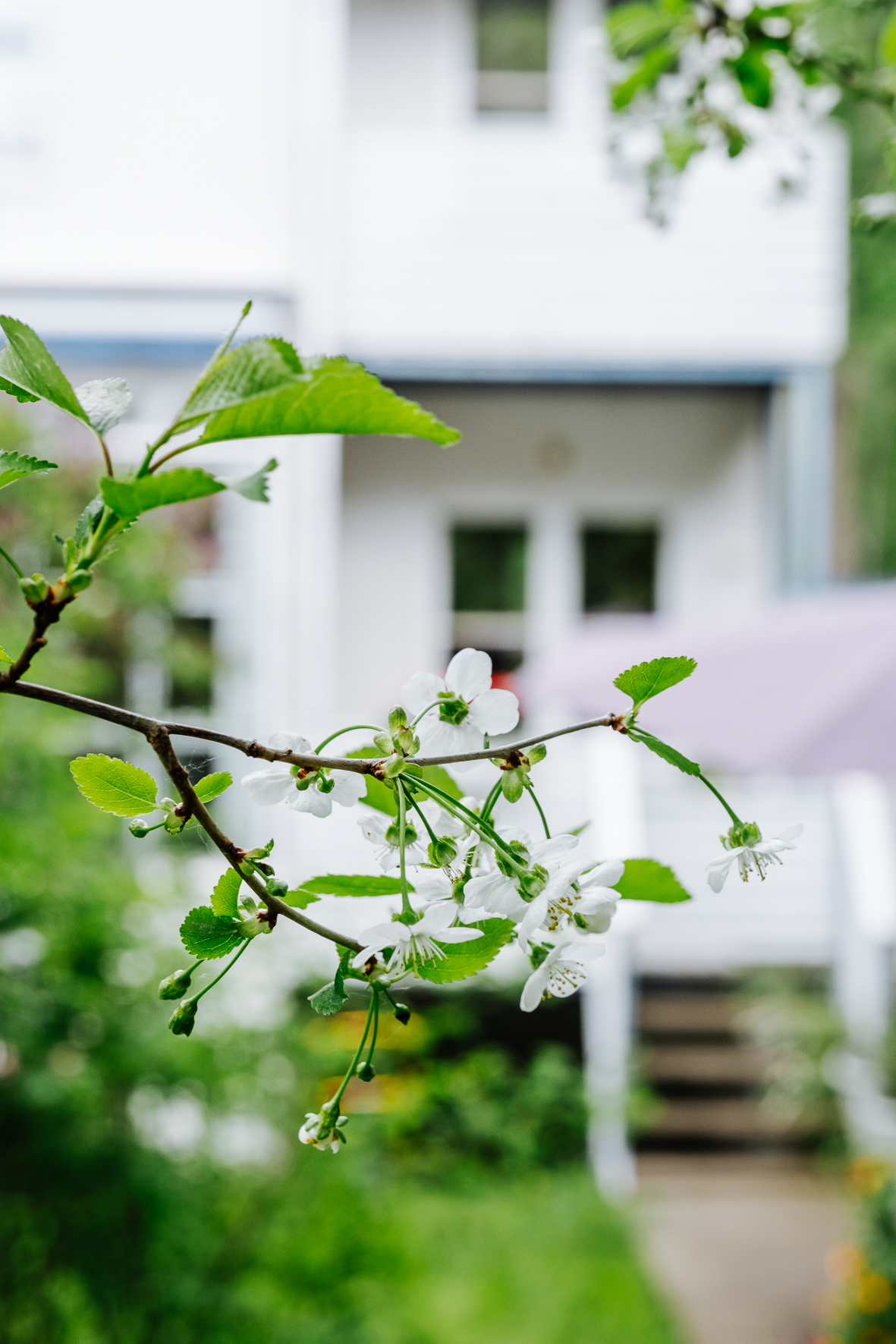 Jollaksentie 61 , Jollas, Helsinki