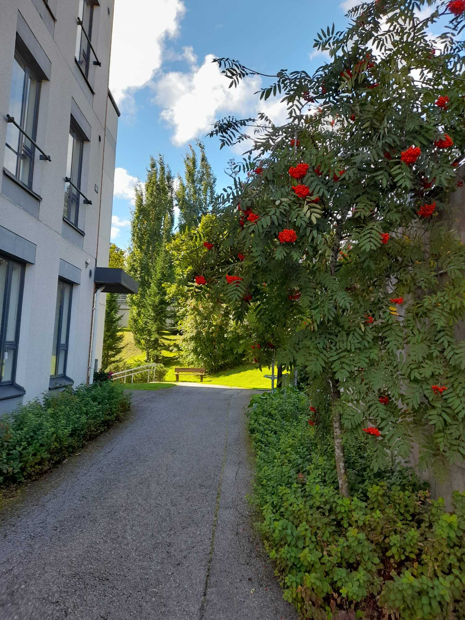 Kesäkuva (myyjän kuvagalleria)