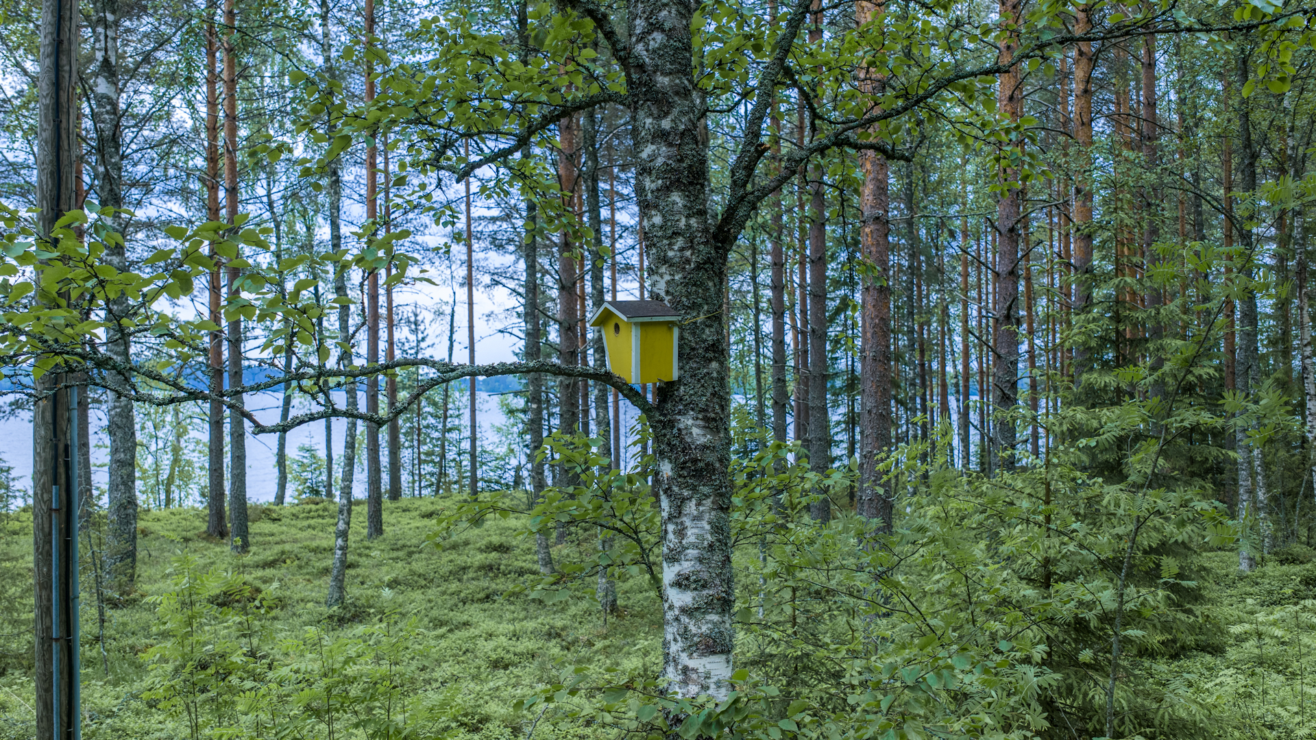 Itä-Pyhityntie 71i, Pieksämäki, Pieksämäki