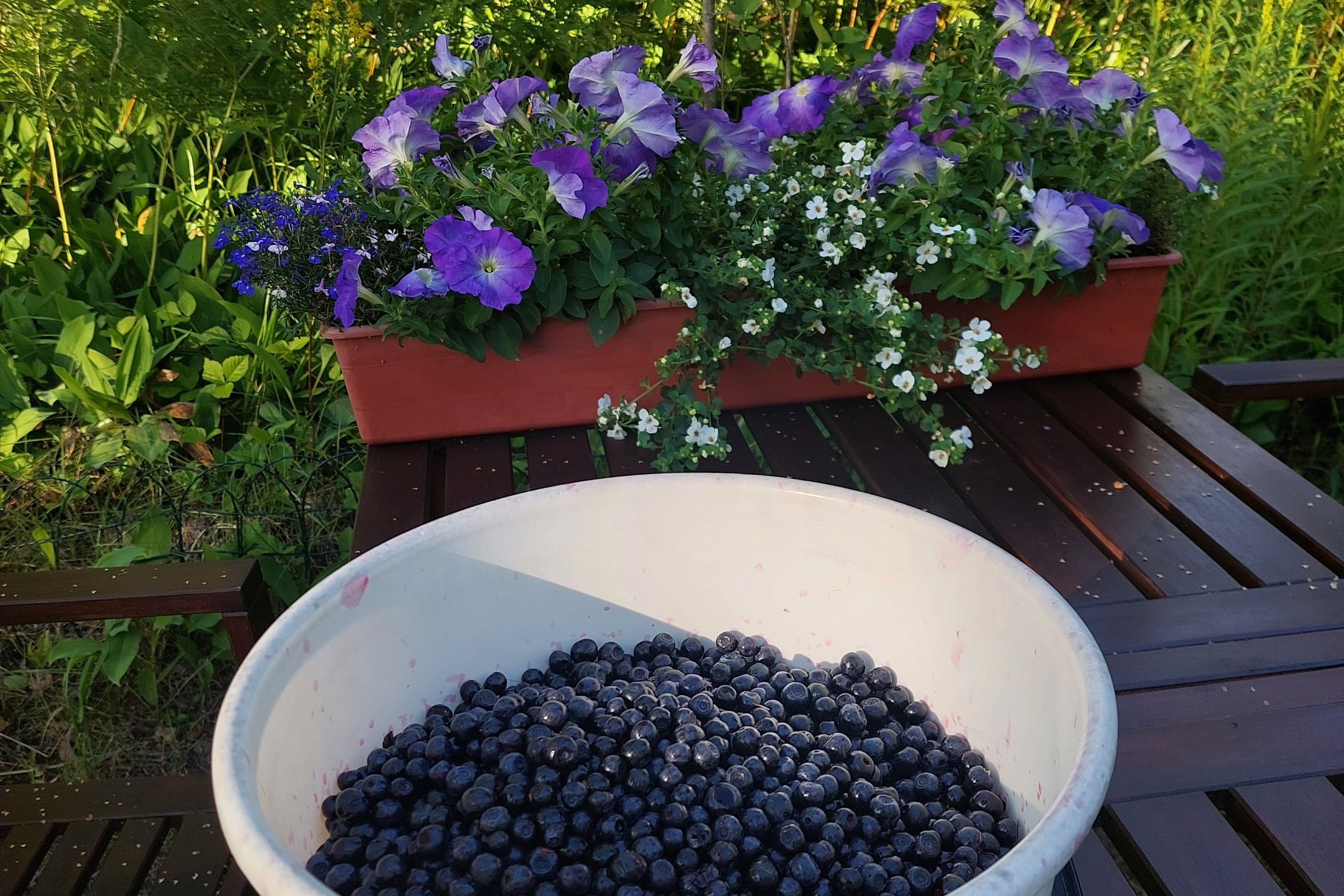 Mustikkaa omasta pihasta