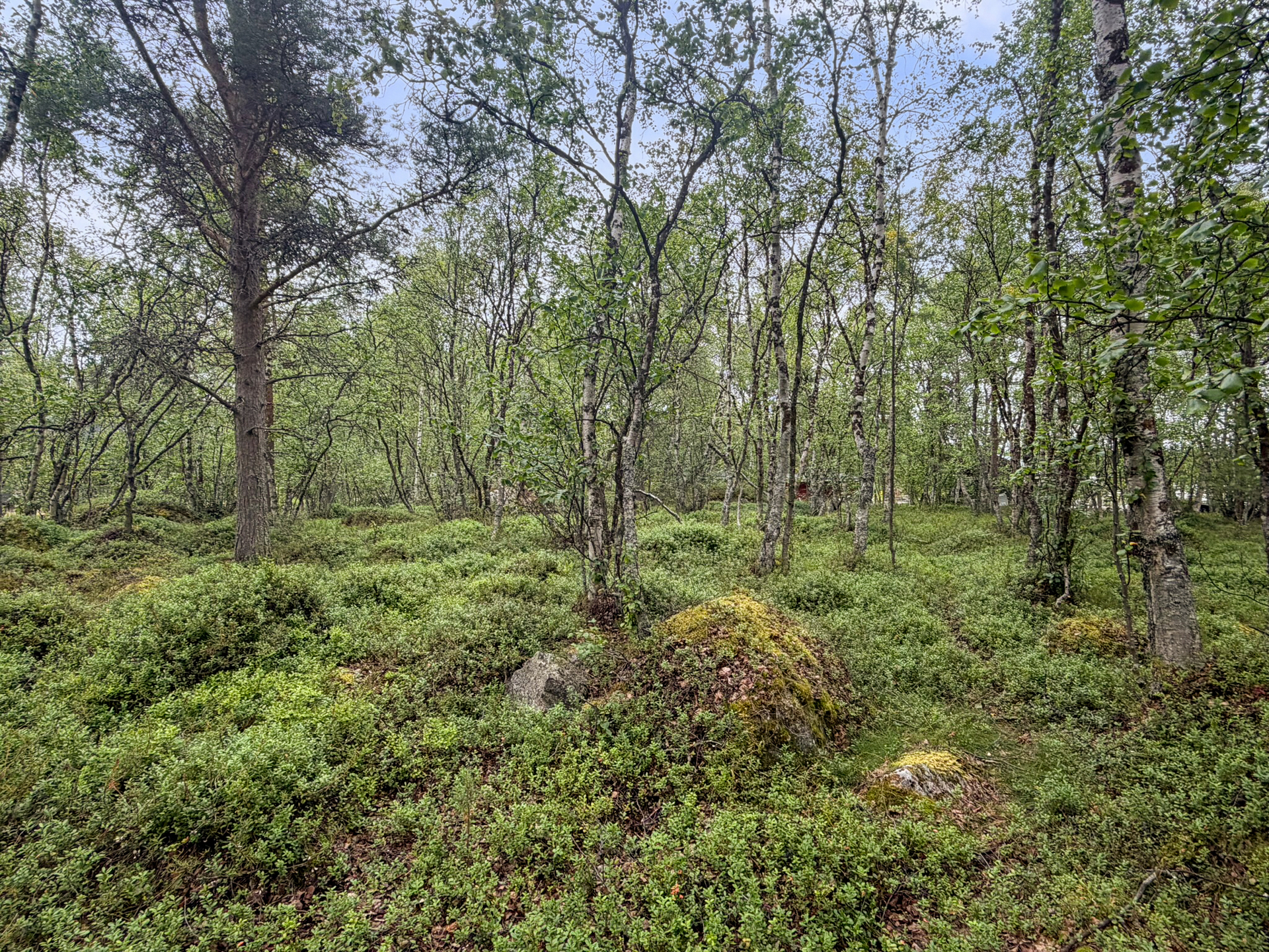 Lehtimetsää ja varvikkoa.