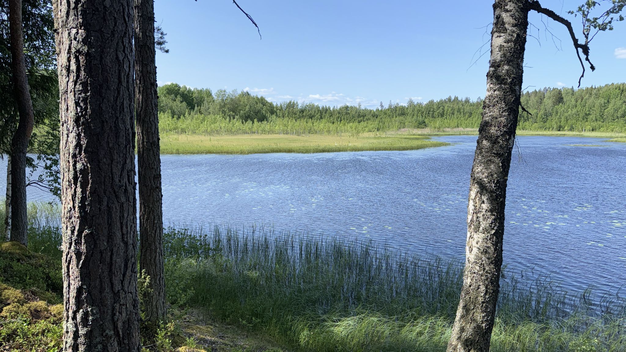 Kesäkuva myyjältä
