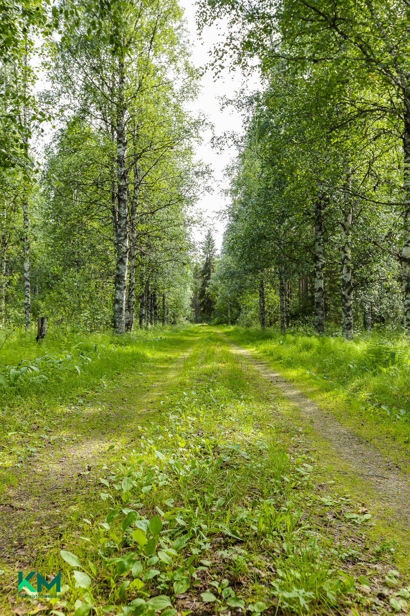 Järvikyläntie 382, Järvikylä, Vaala