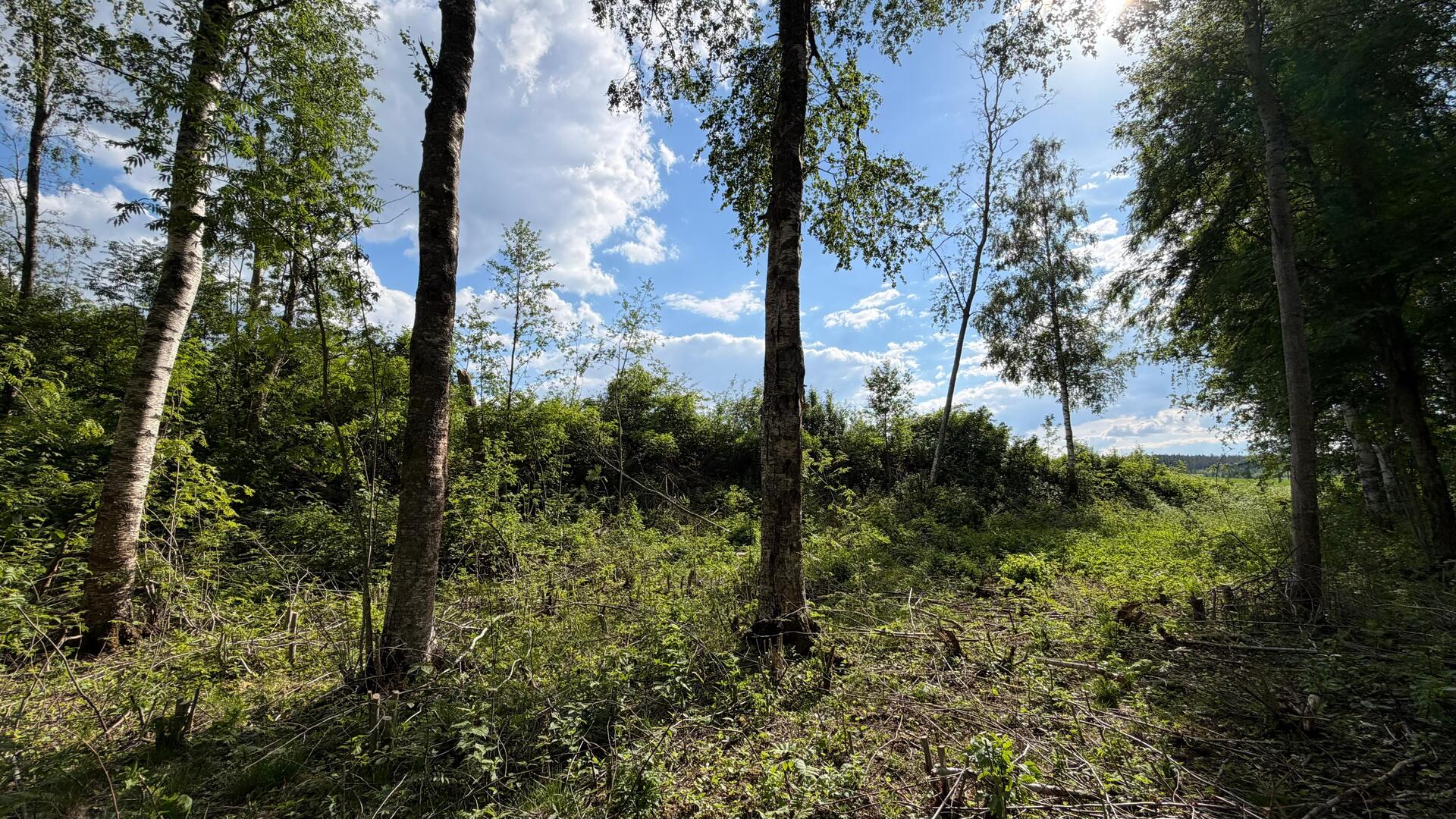Kaitamontie 295, Pälkäne