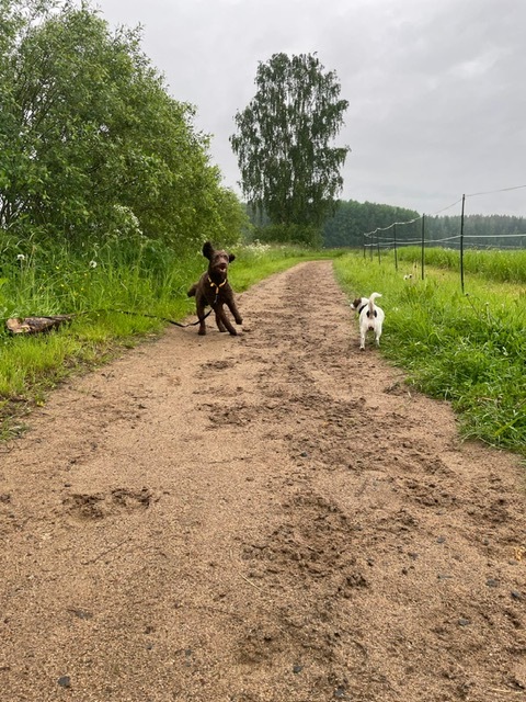 Koivuluomantie 8, Aunes, Seinäjoki