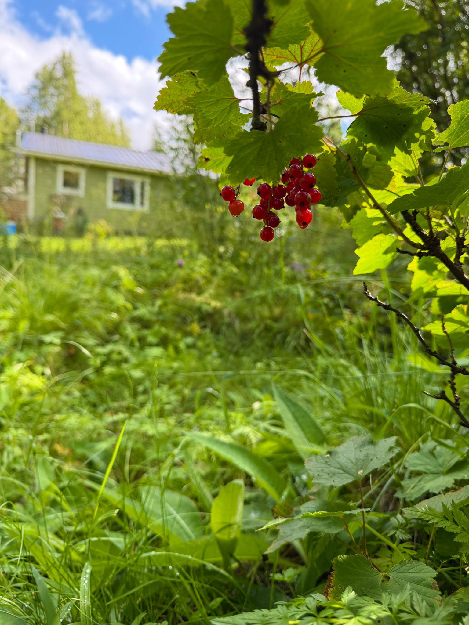 Punaviinimarjat voit poimia omasta pihapiiristä