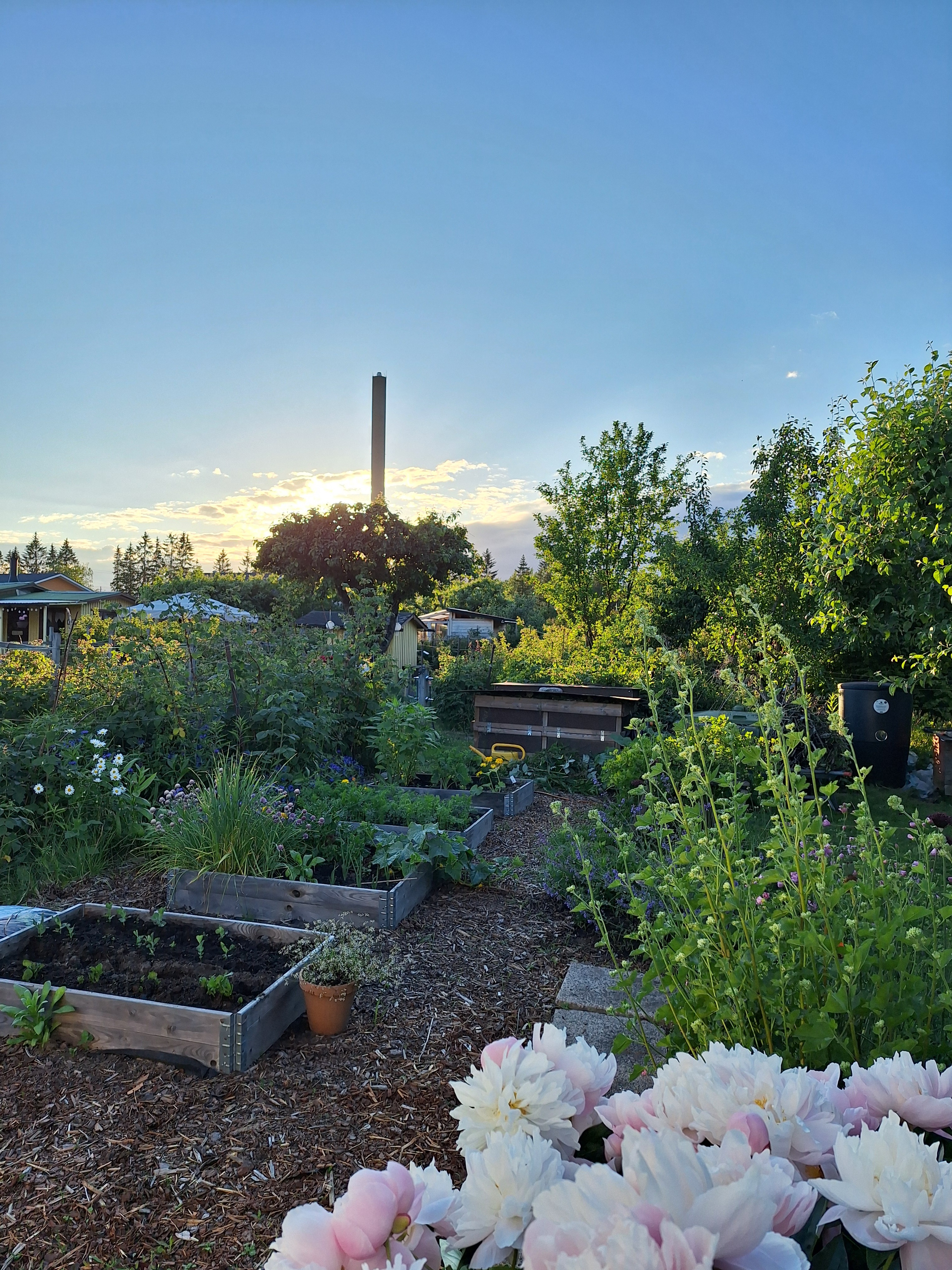 Pihan takaosassa on kompostit ja istutuslaatikot.