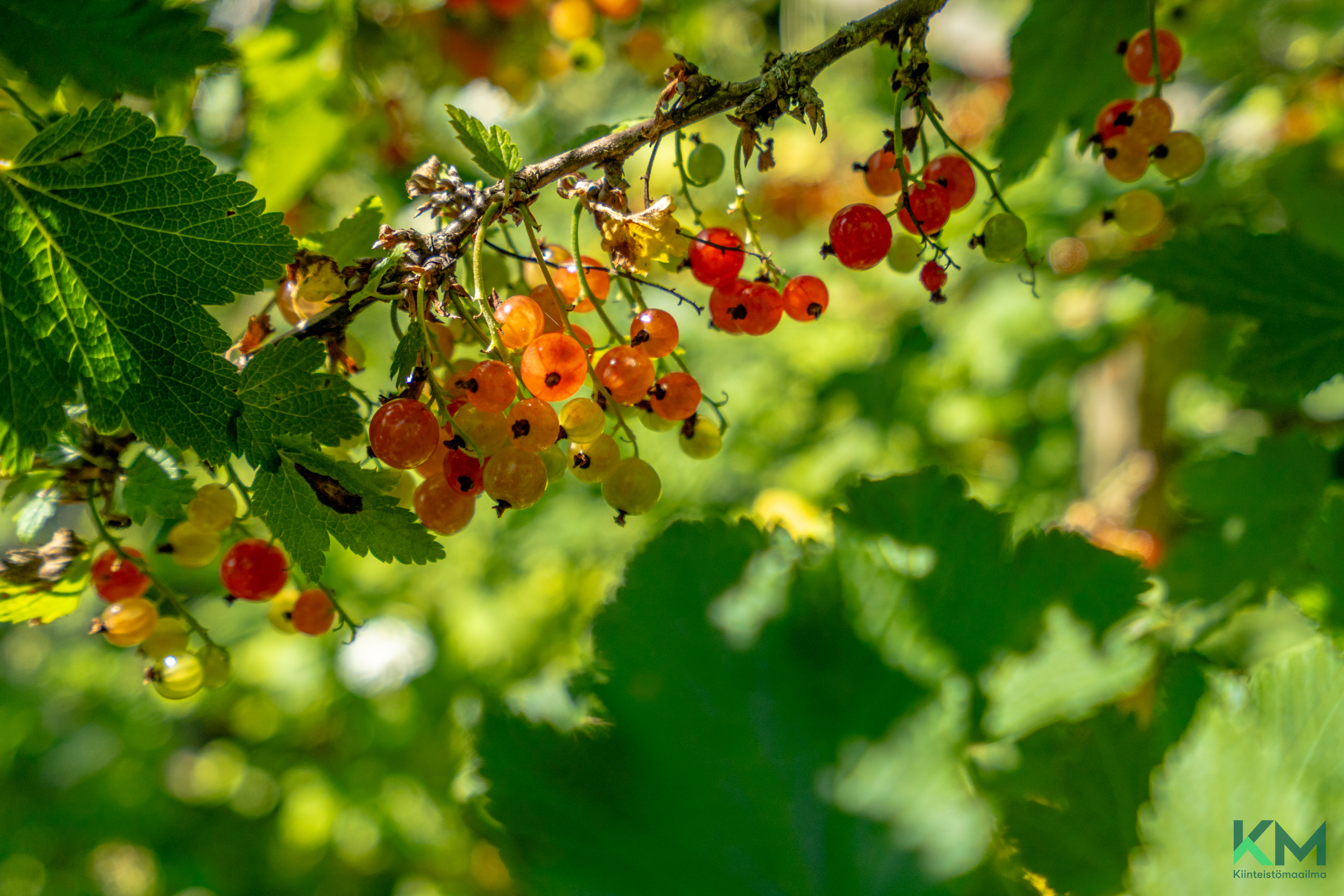 Oulunkylän Siirtolapuutarha, Myllypellontie 6, Akileijapolku 172, Oulunkylä, Helsinki