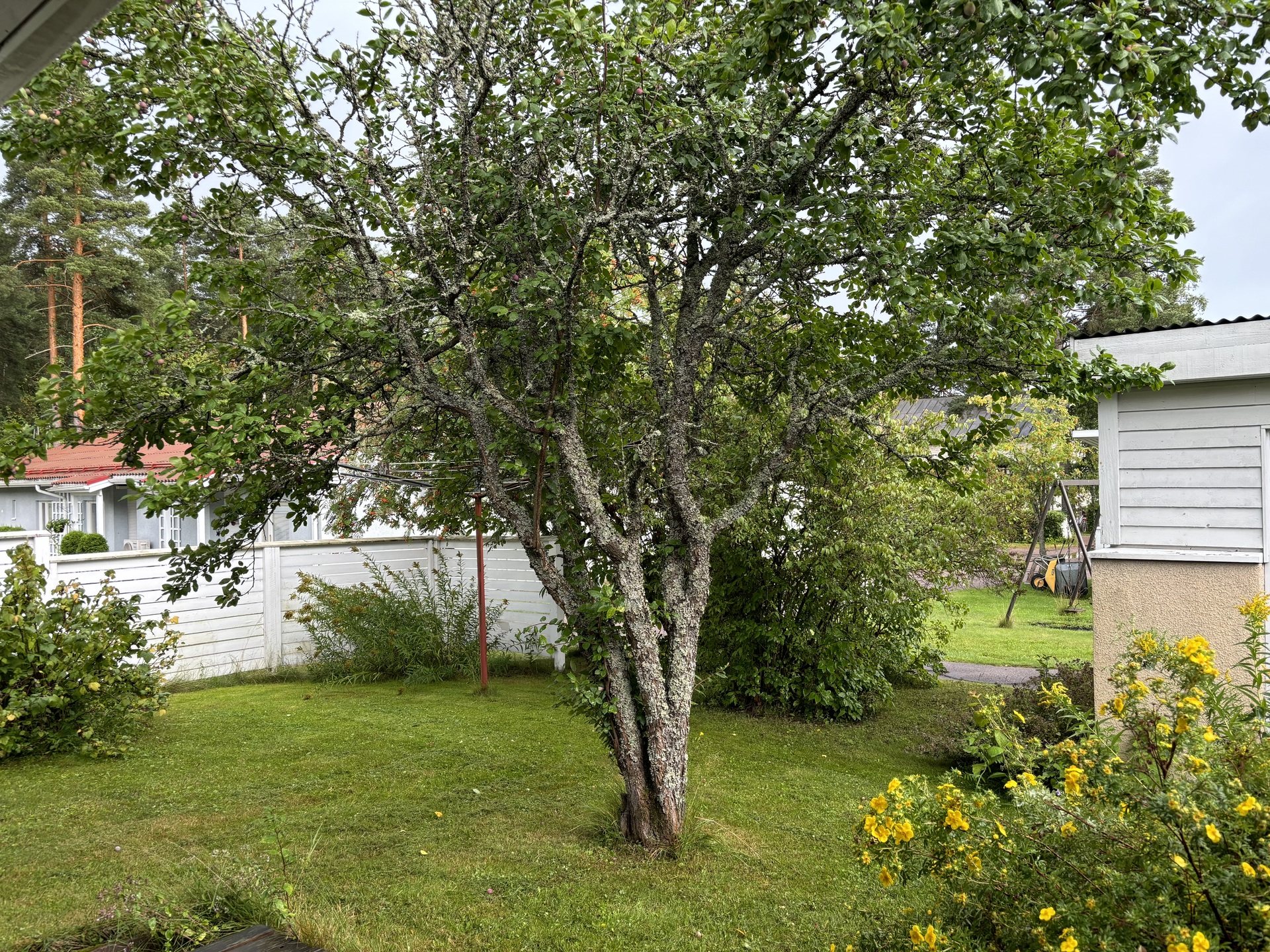 Asunnon pihaa