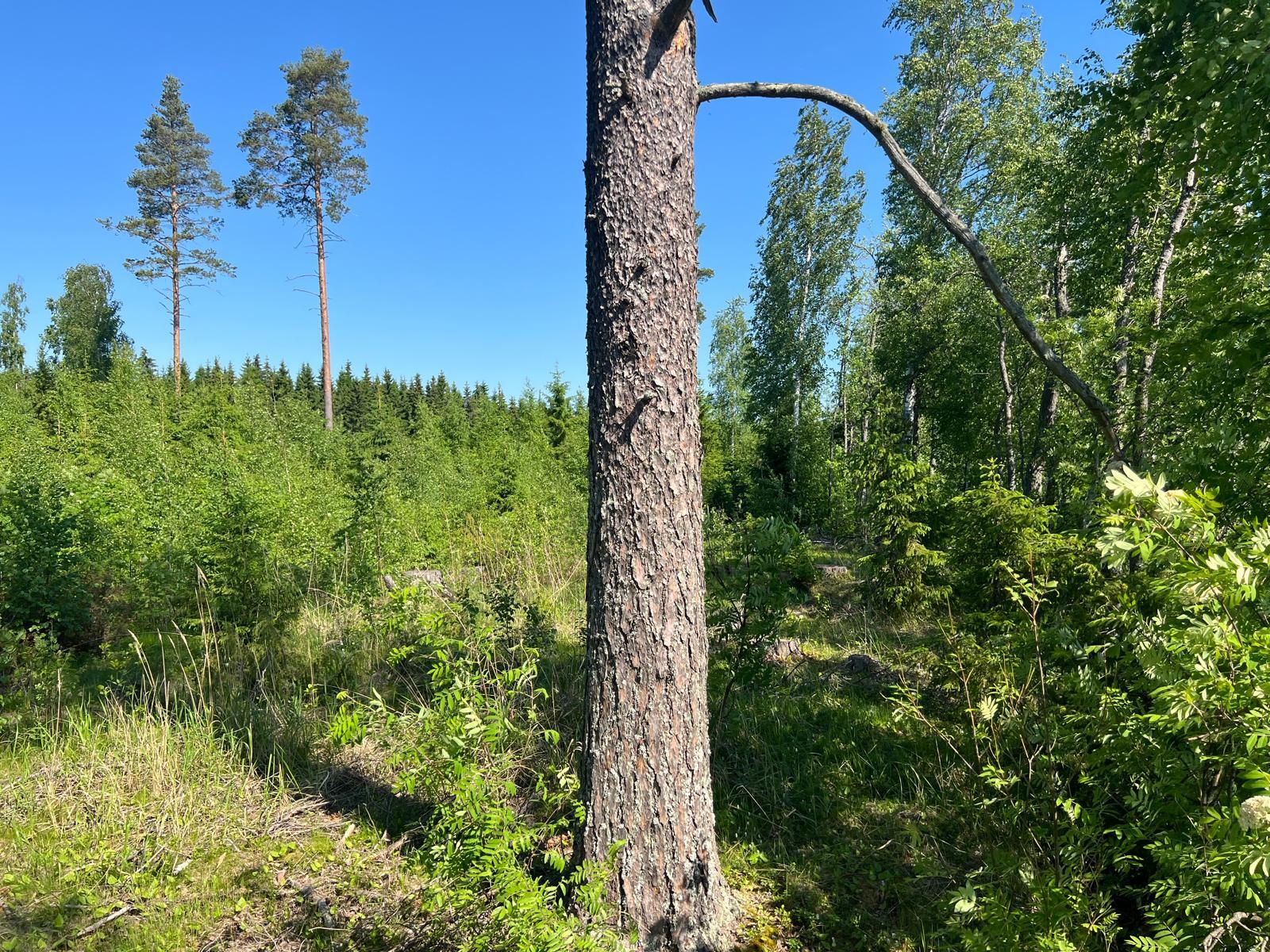 Ihannerannantie, Kuopio