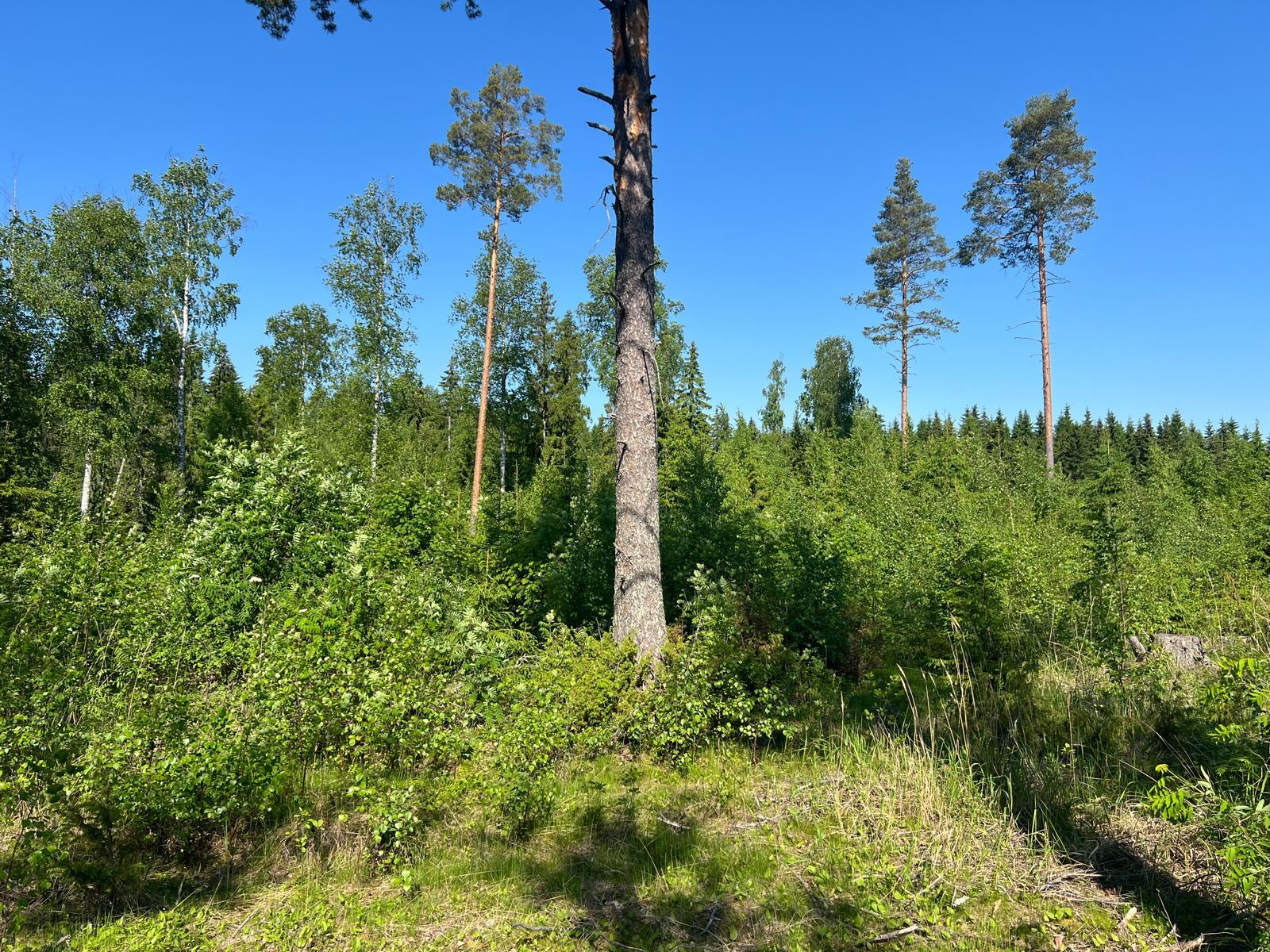 Ihannerannantie, Kuopio