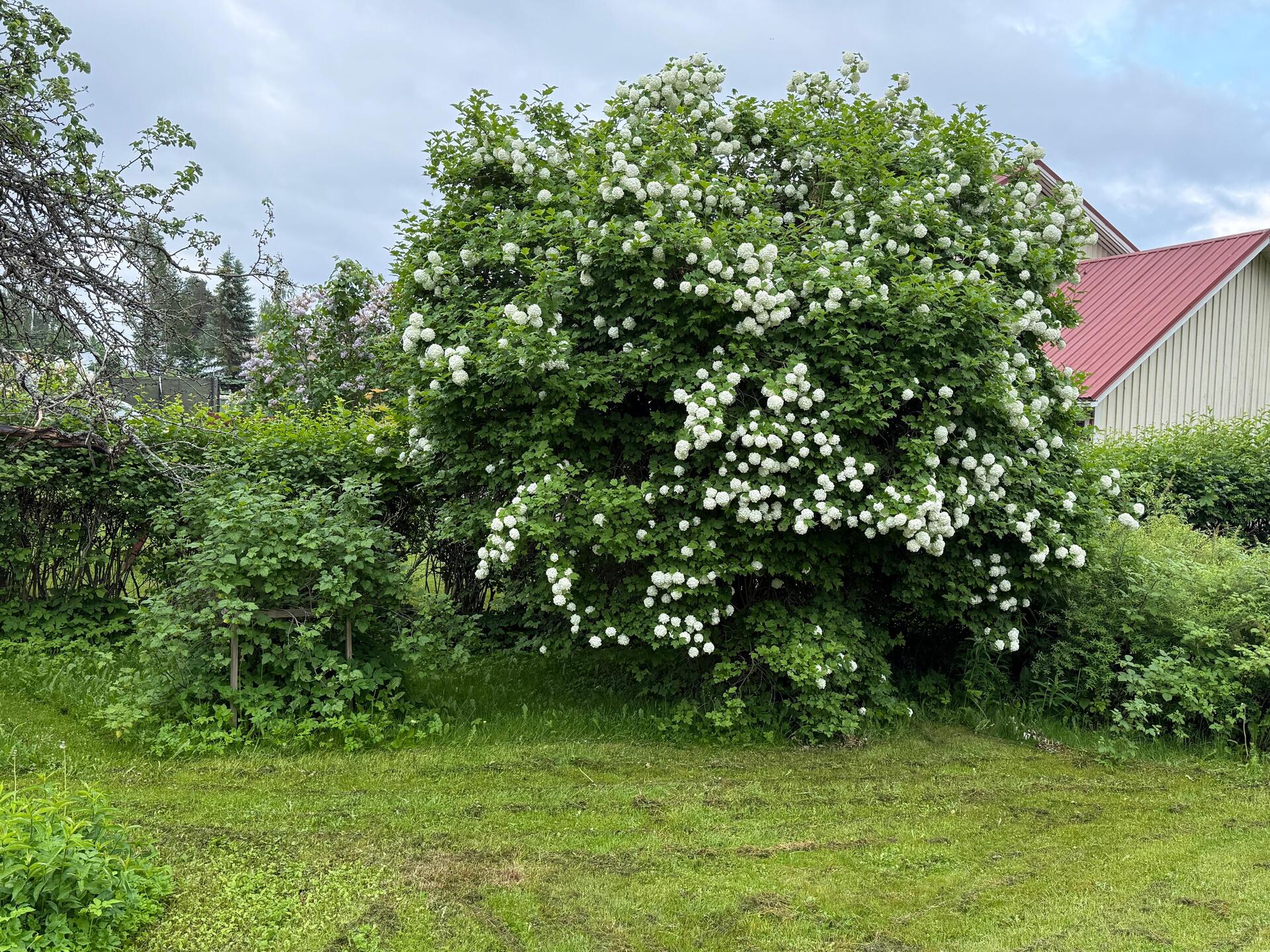 Metsämiehenkatu 23, Kuoppakangas, Varkaus
