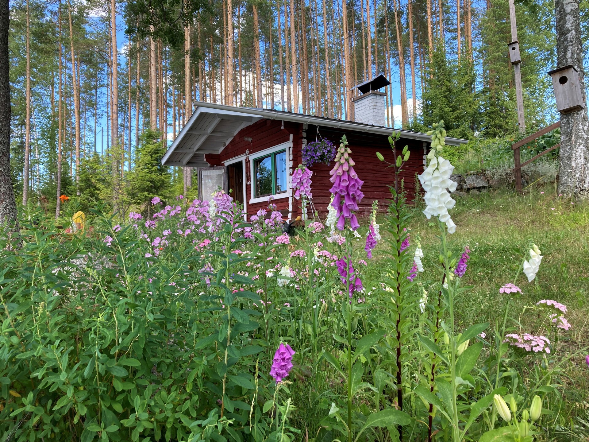 Omistajan kesäkuva 