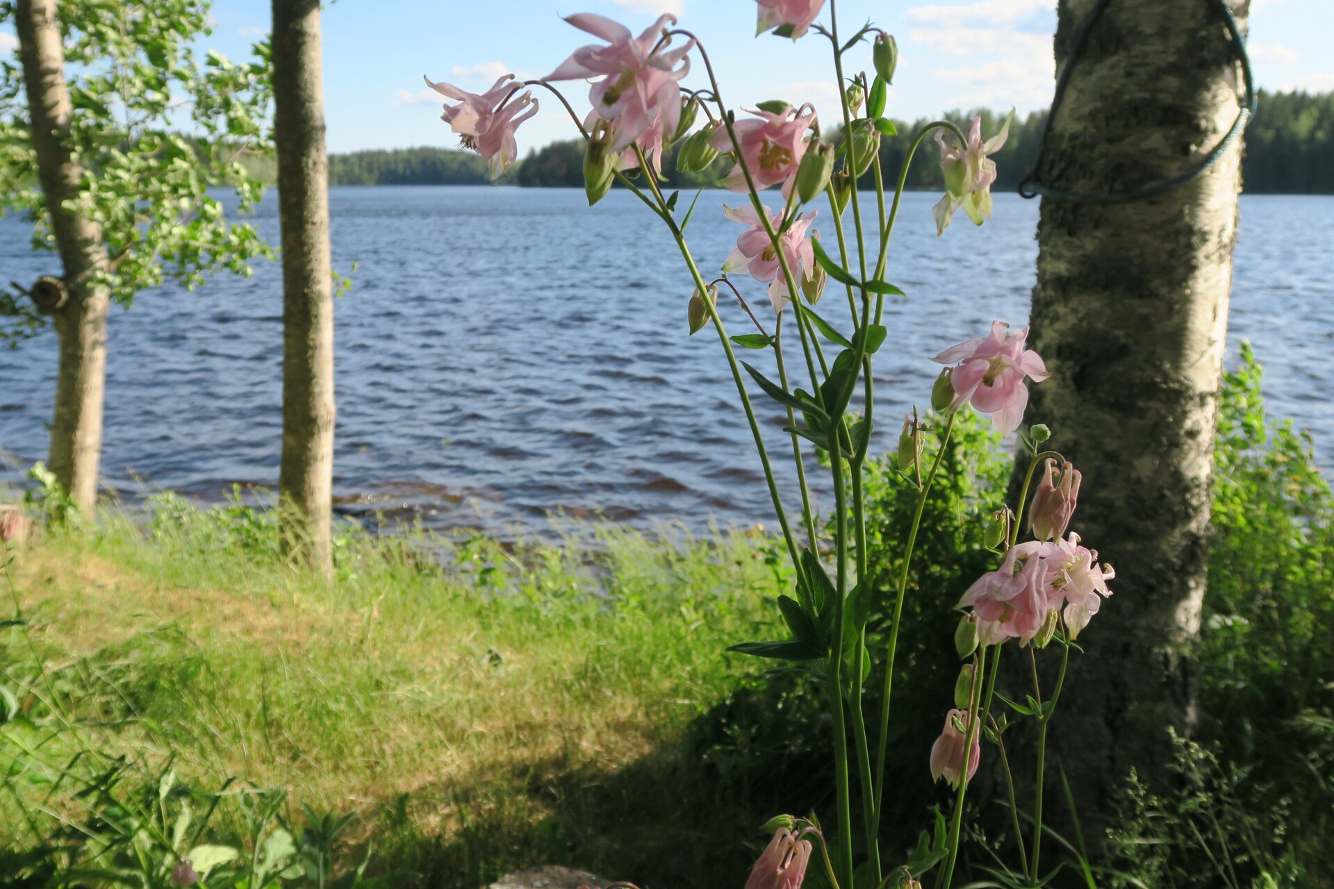 Omistajan kesäkuva