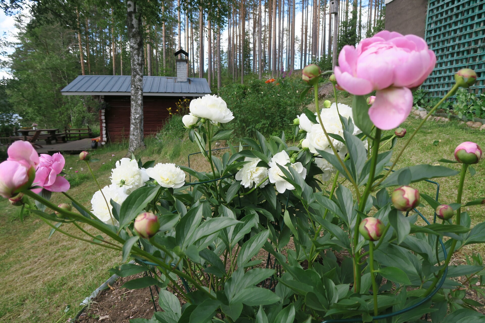 Omistajan kesäkuva