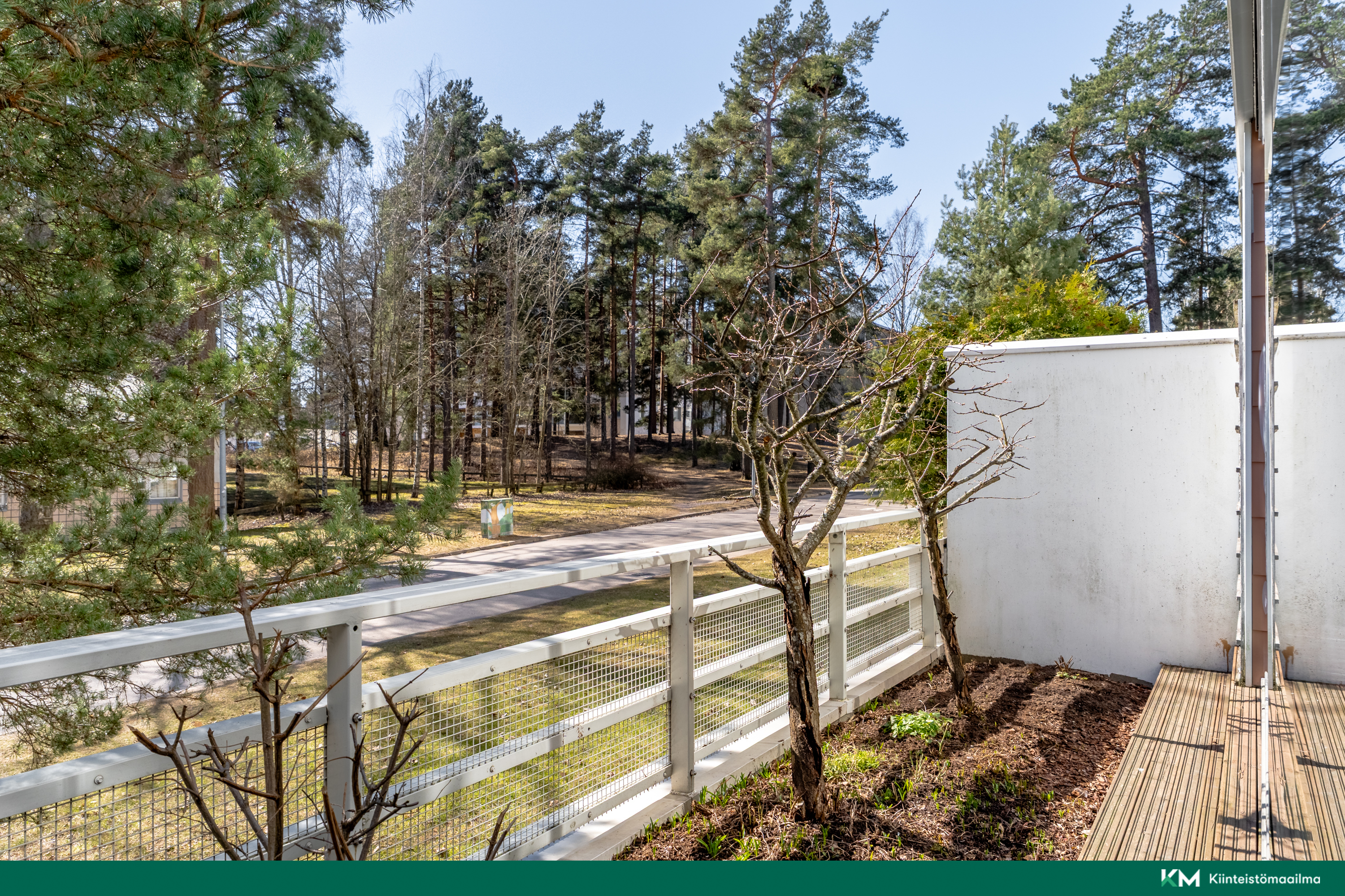 Aurinkoisella pihalla kasvaa luumupuita