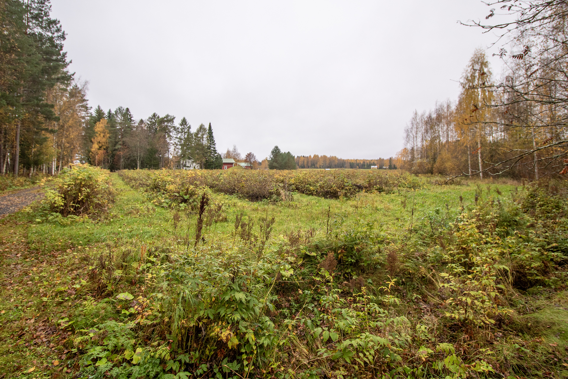 Tavinsalmentie 474, Maaninka, Kuopio