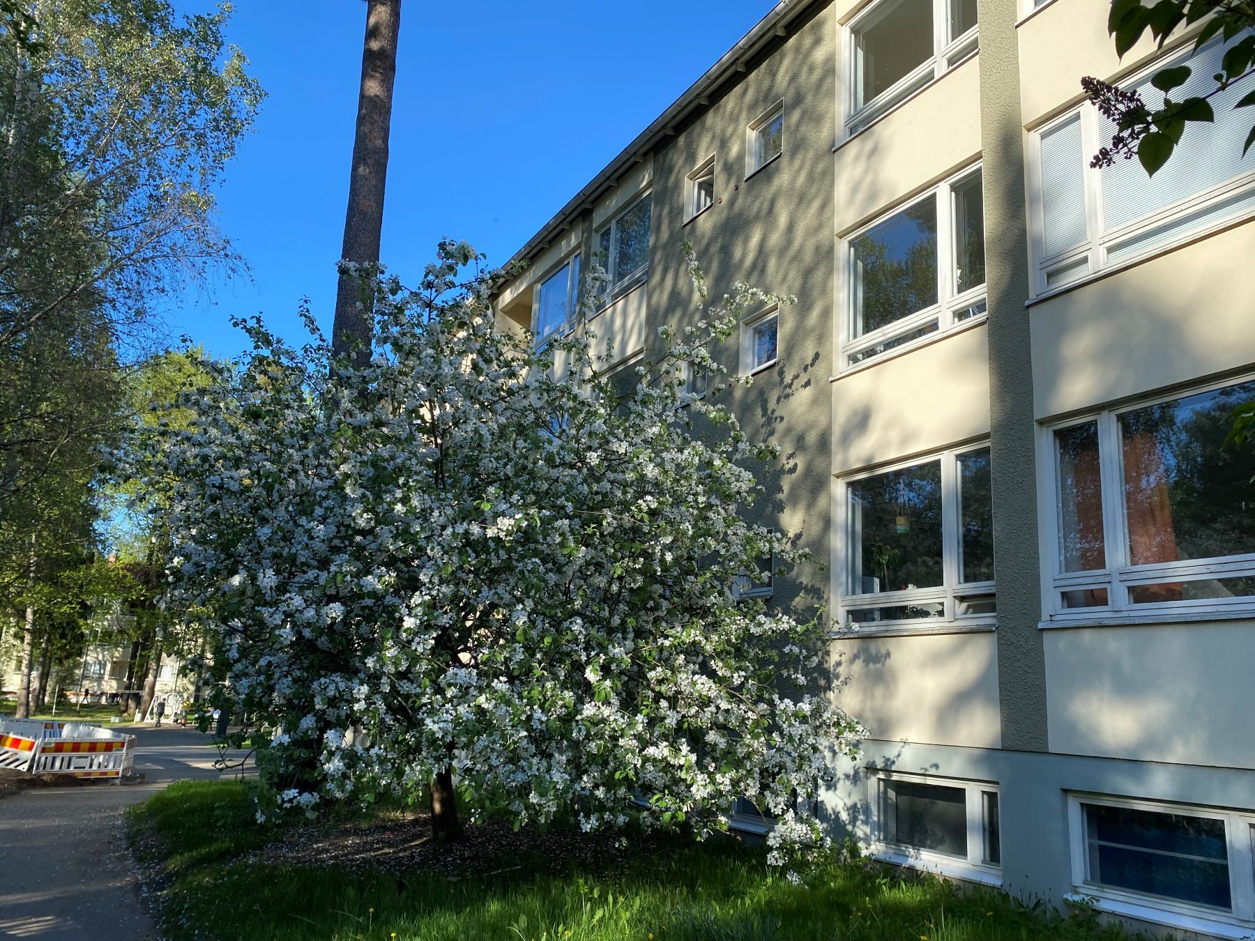 Taloyhtiön vehreää takapihaa