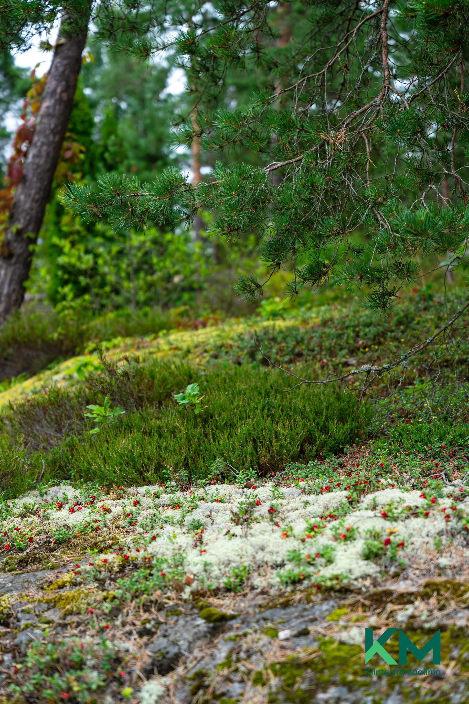 Vesitorninpolku 2, Kauniainen